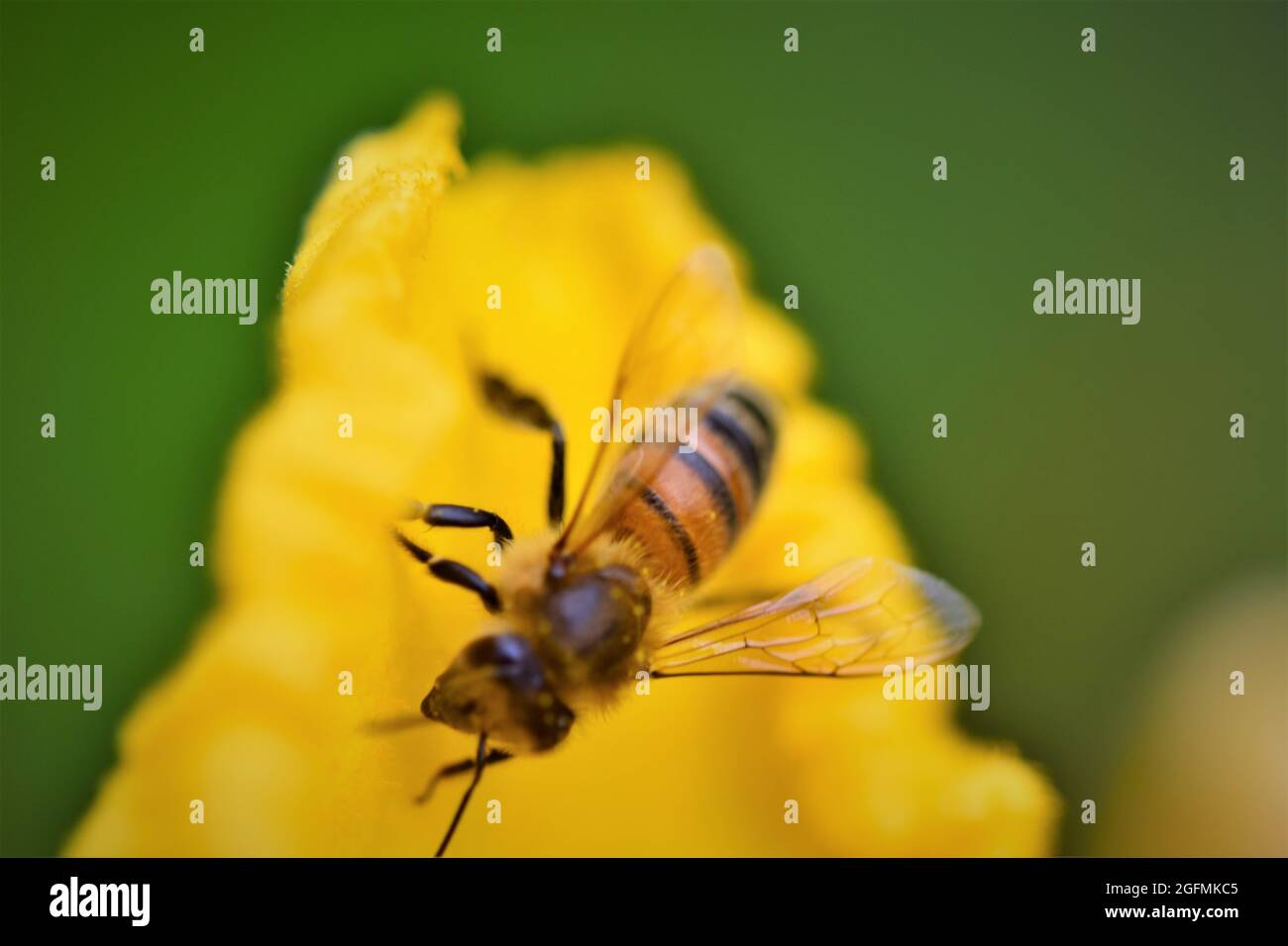 Honey bee on a yellow leave of a pumkin blossom against a green blurred background Stock Photo
