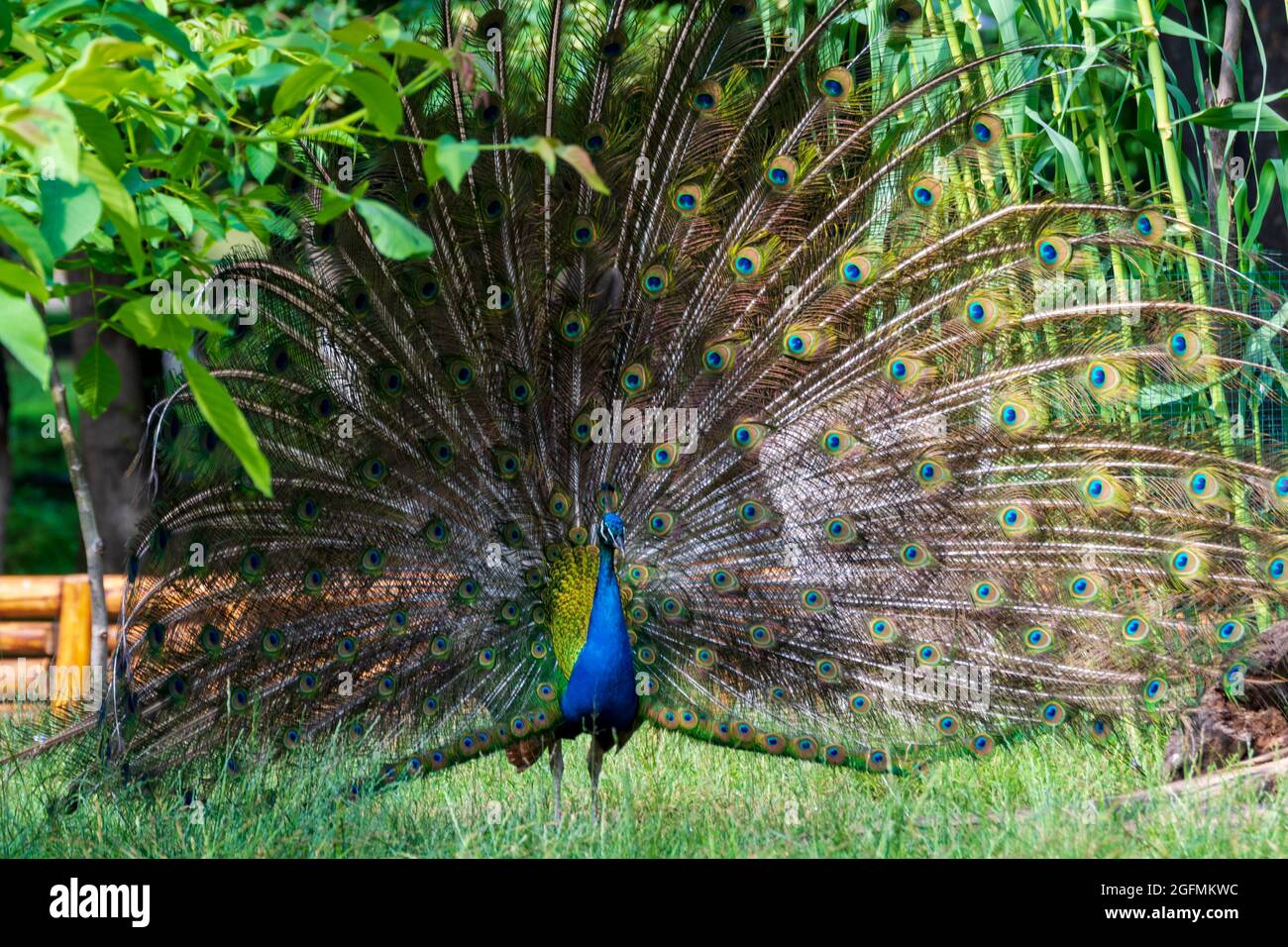 Beautiful Peacock with feathers out Stock Photo