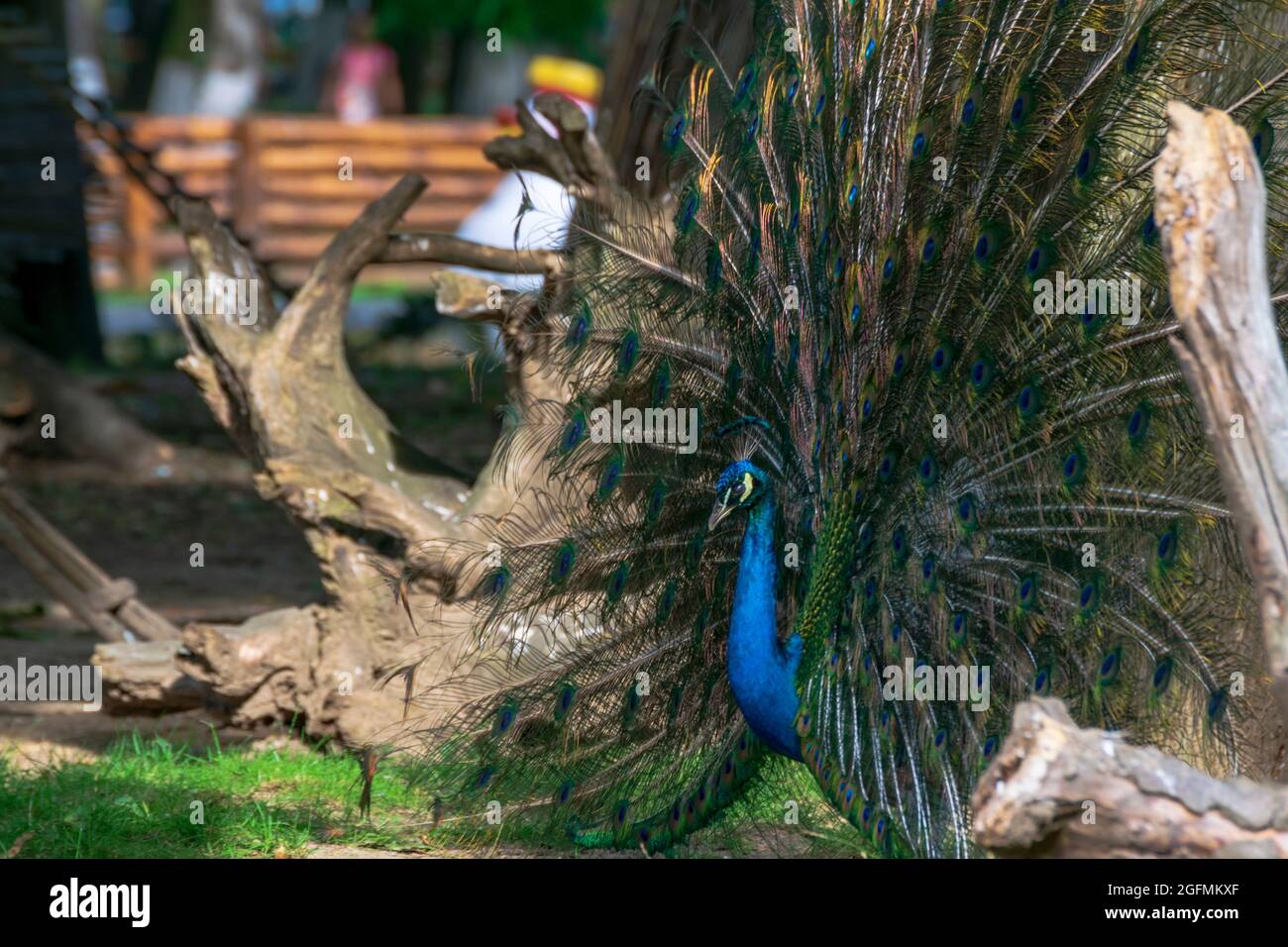 Beautiful Peacock with feathers out Stock Photo