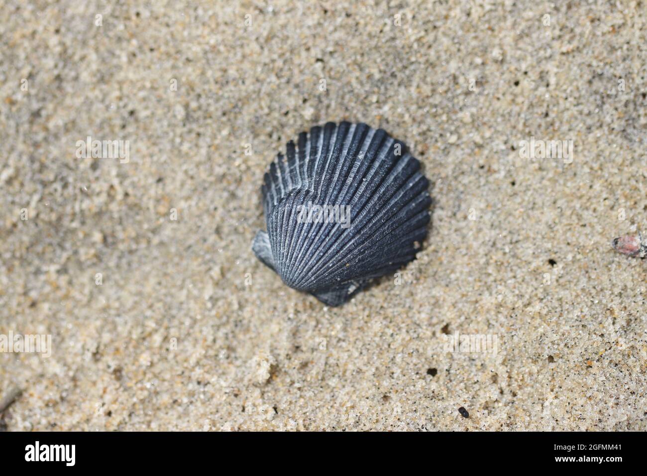A gray scallop shell (bivalve mollusk) lies on a North Carolina beach on the sand. Stock Photo