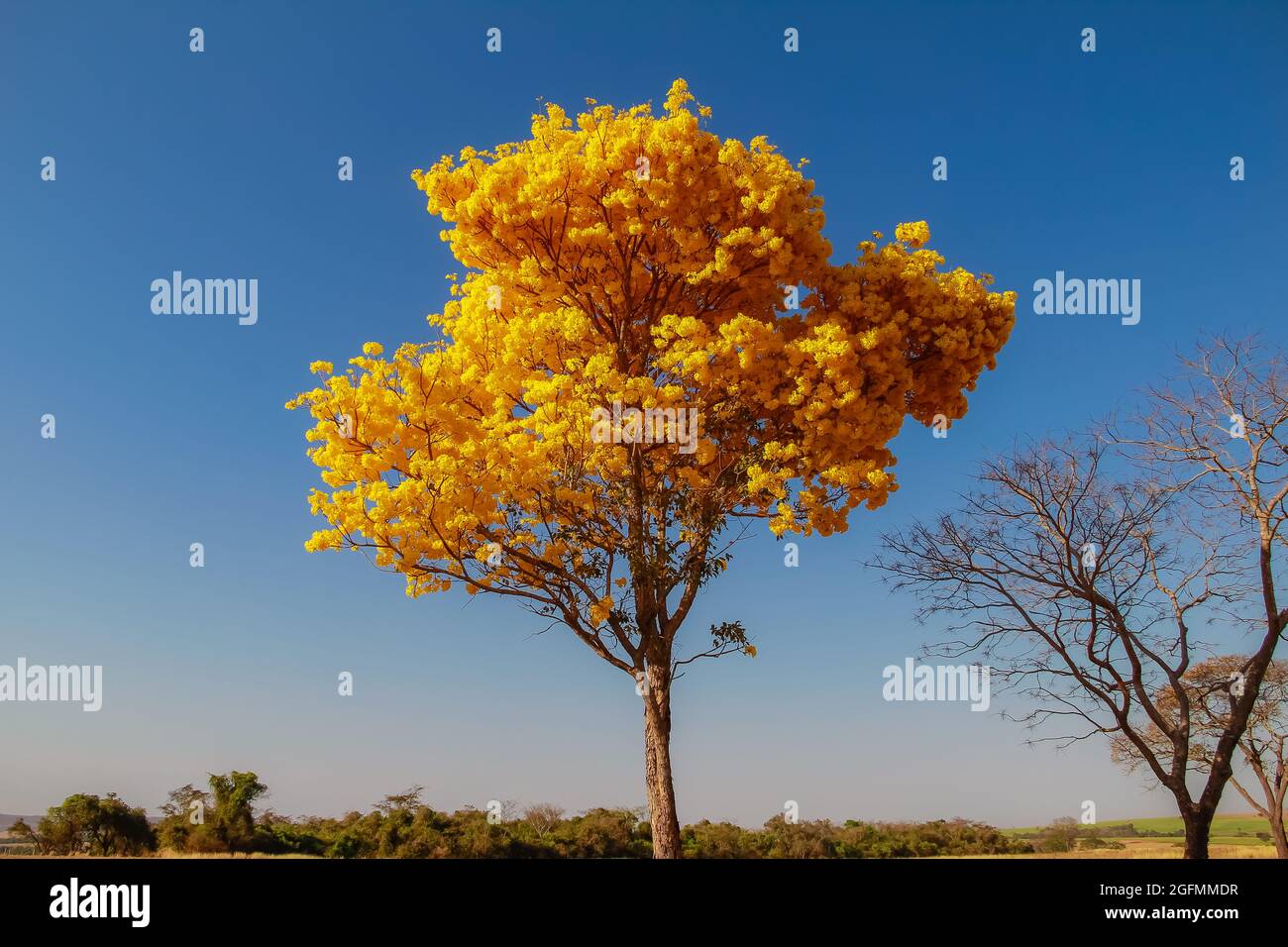 Ipe tree hi-res stock photography and images - Alamy