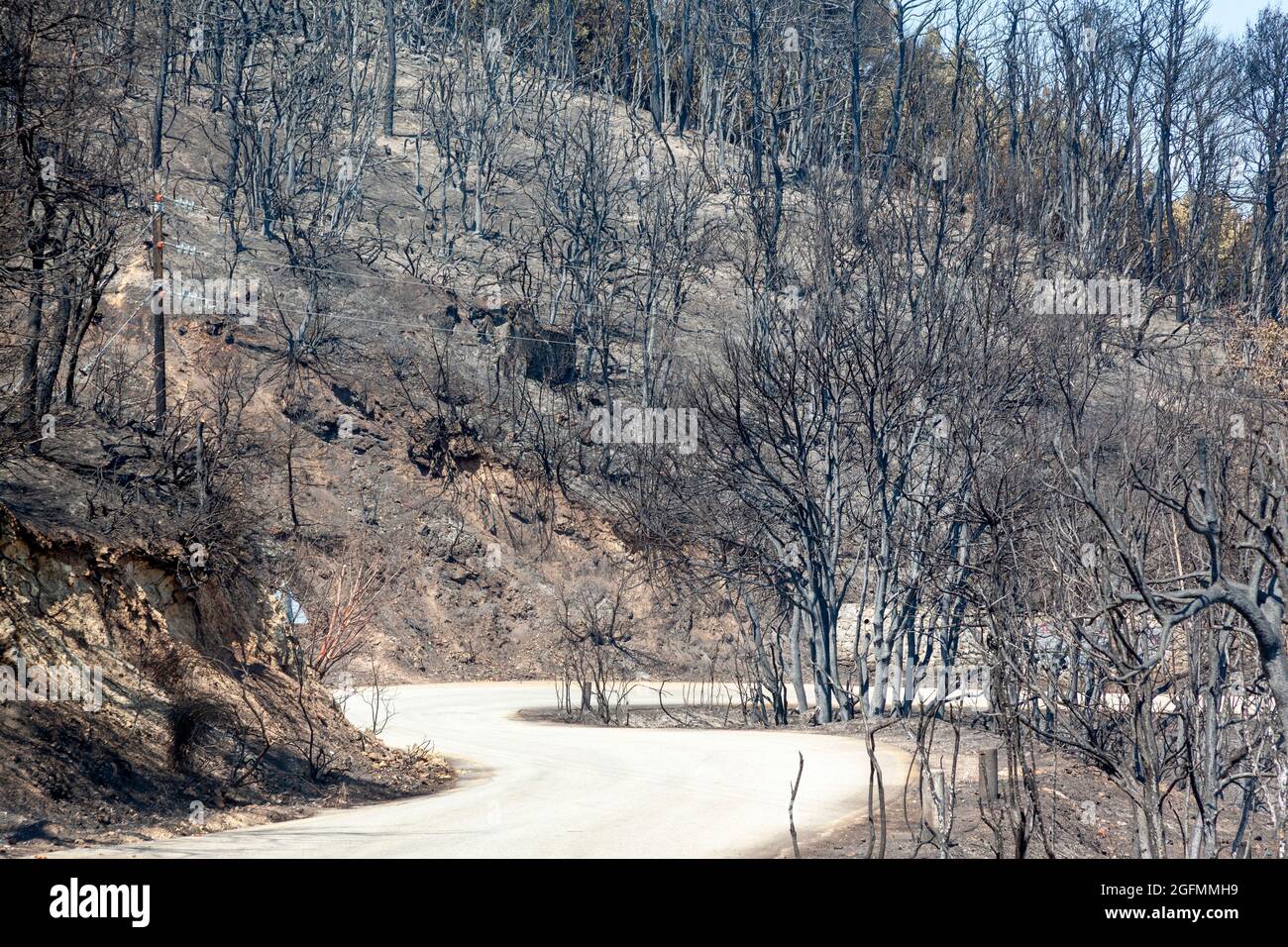Burned forest in Attica, Greece, after the bushfires at Parnitha Mount ...