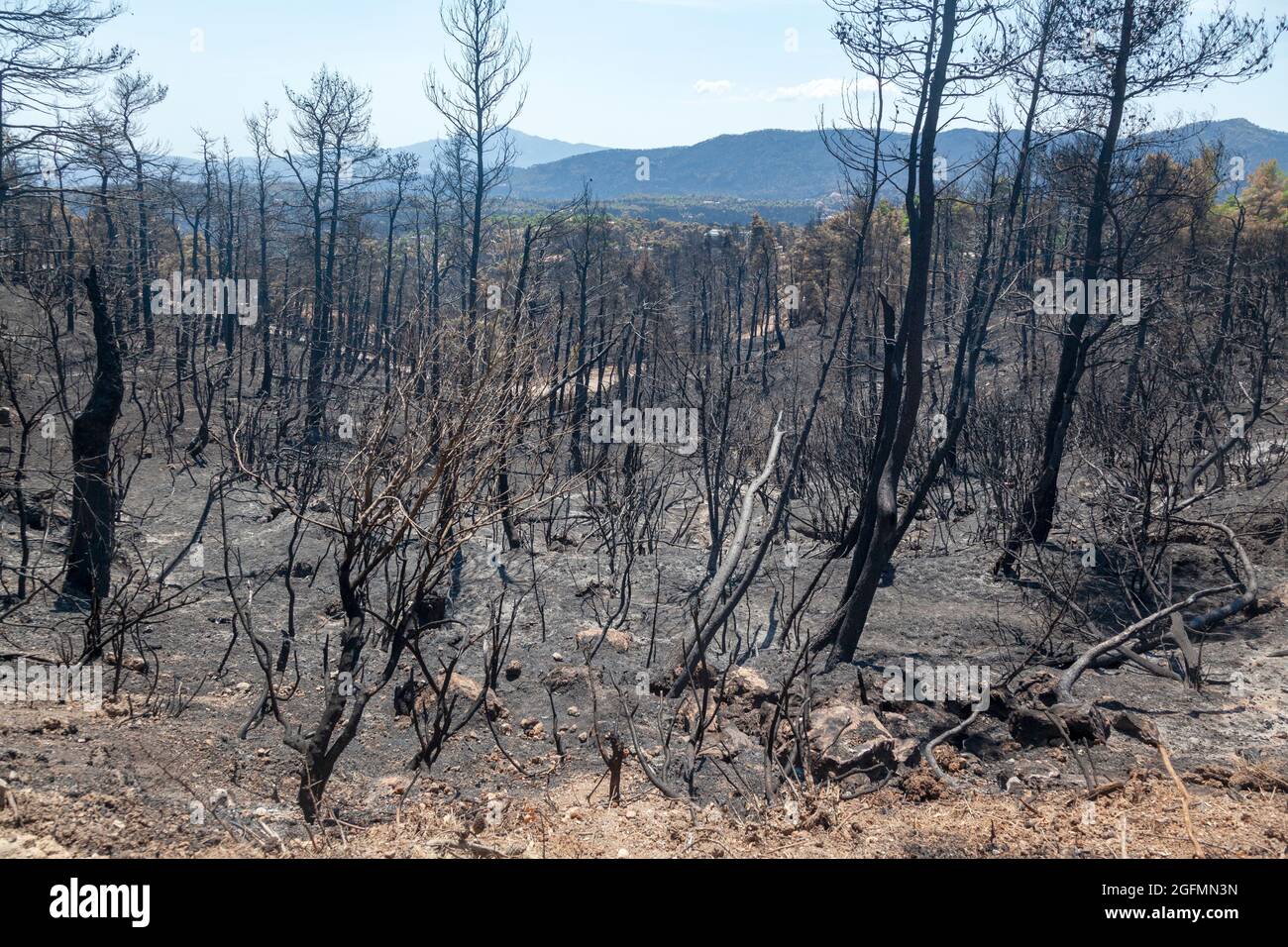 Burned forest in Attica, Greece, after the bushfires at Parnitha Mount and the districts of Varympompi and Tatoi, in early August 2021. Stock Photo