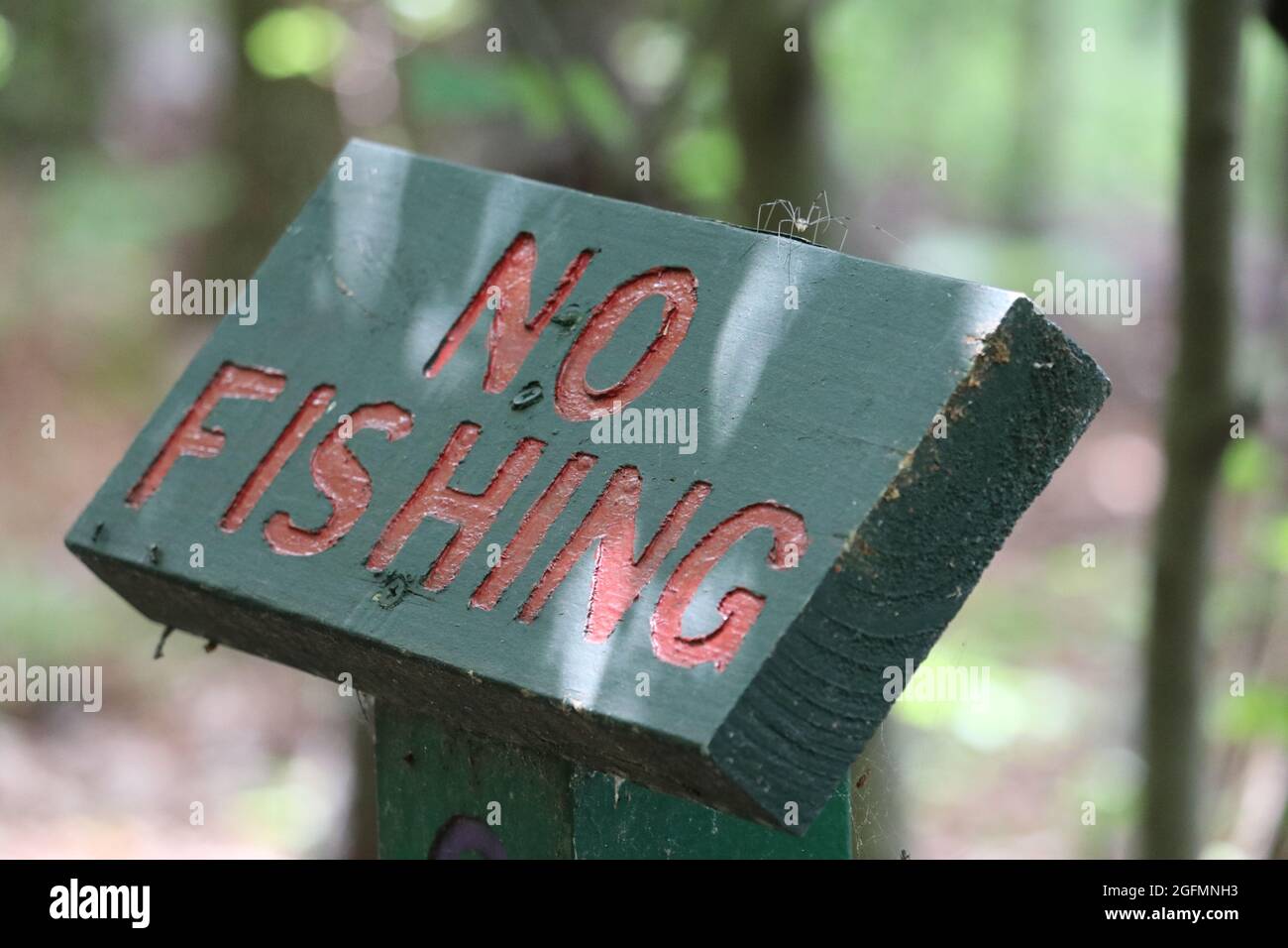 A harvestman (Opiliones) walks the top of a green No Fishing sign at a lake in Virginia. Stock Photo
