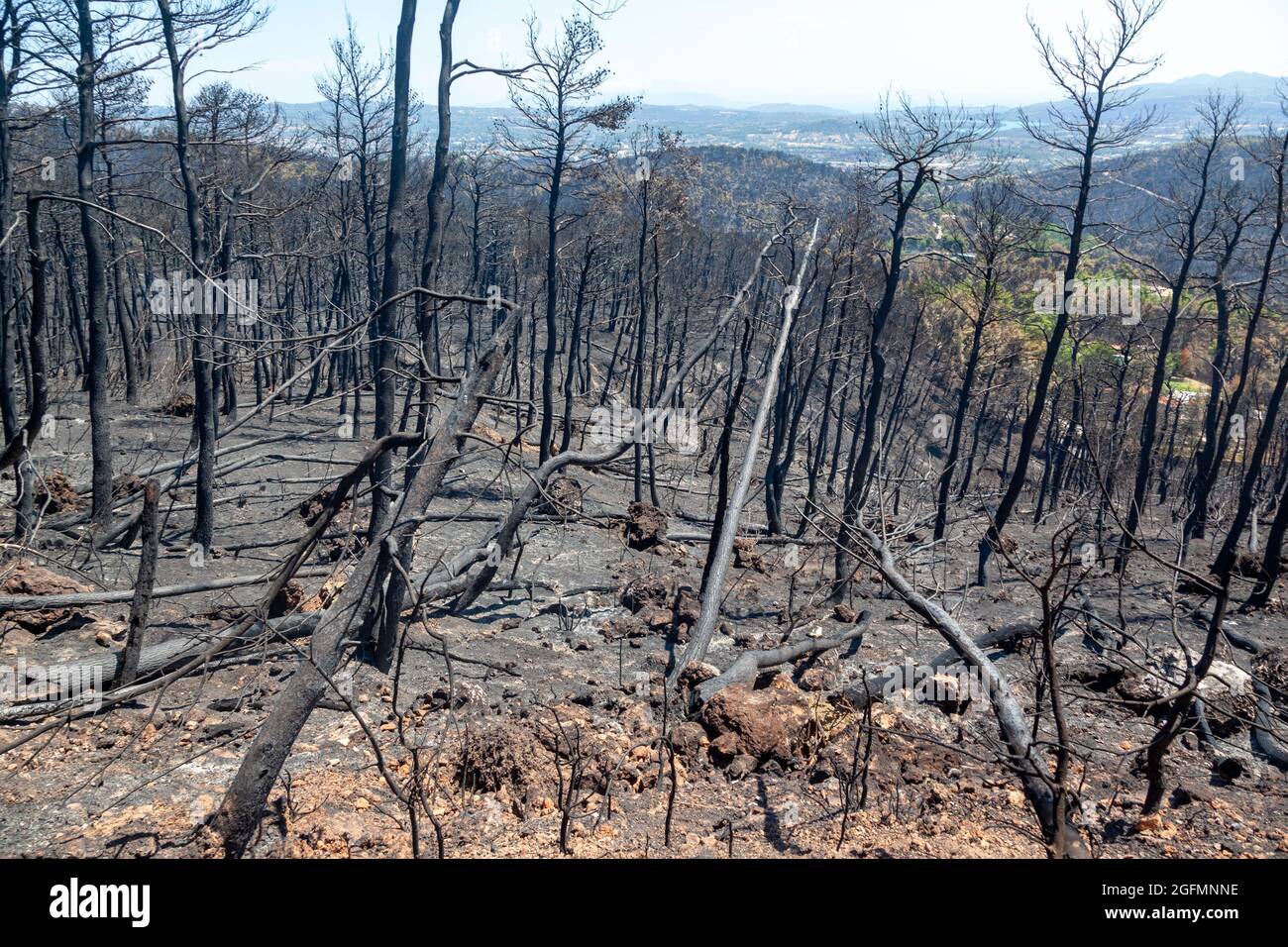 Burned forest in Attica, Greece, after the bushfires at Parnitha Mount ...