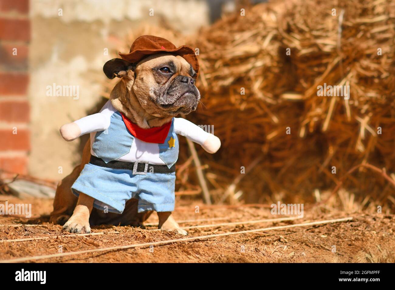 Cute French Bulldog dog wearing Halloween cowboy full body costume with fake arms and pants in front of hay bale Stock Photo