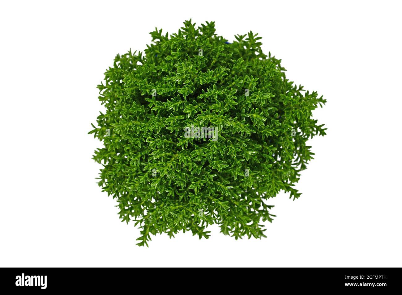 Top view of 'Hebe Armstrongii' hybrid plant on white background Stock Photo