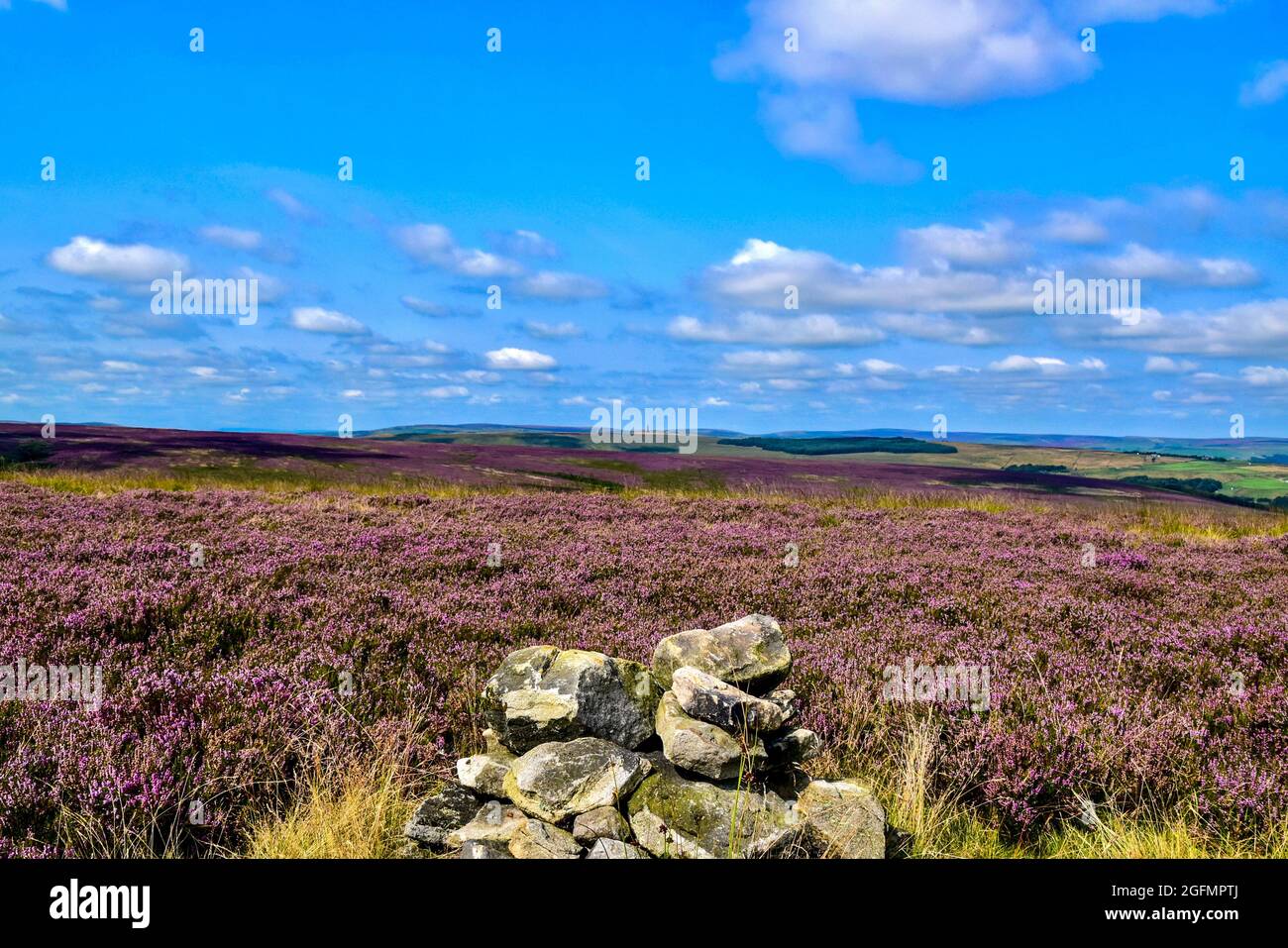 Flowering moorland heather. Stock Photo