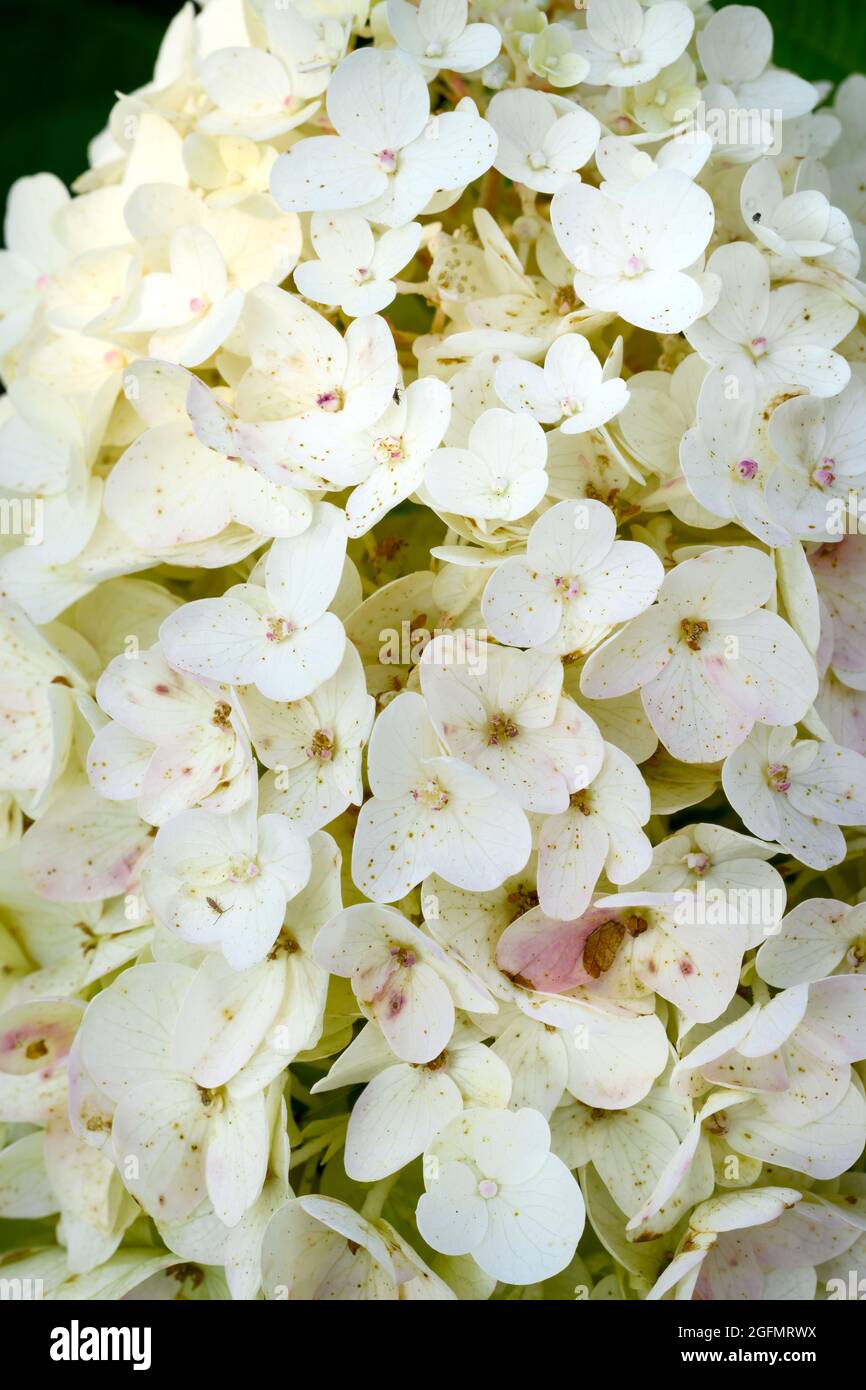 White hydrangea flower hi-res stock photography and images - Alamy