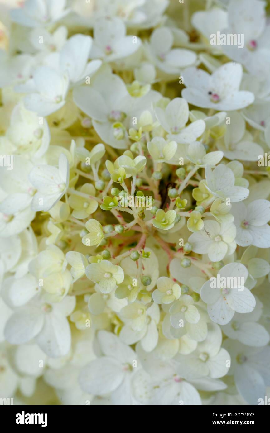 Beautiful and dramatic white Hydrangea flower Stock Photo - Alamy