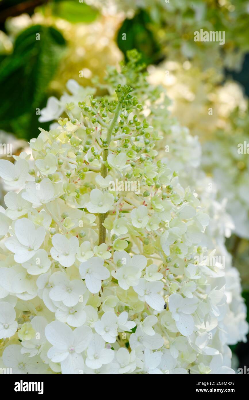 White hydrangea flower hi-res stock photography and images - Alamy