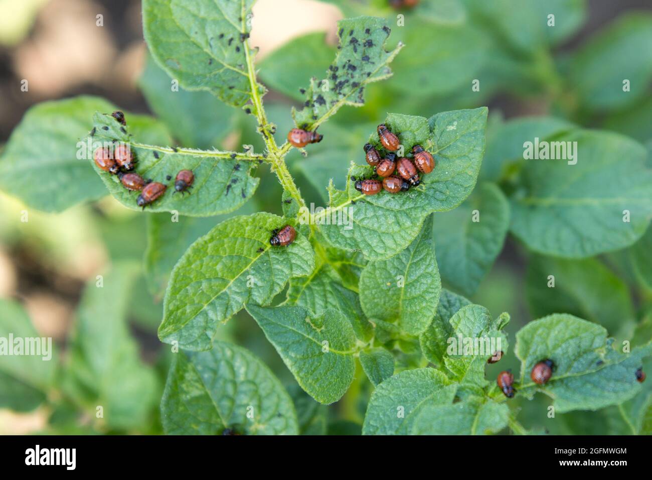many bugs on potato leaves Stock Photo Alamy