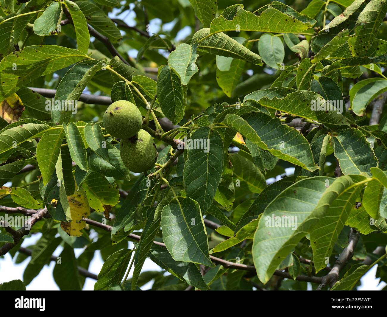 Close-up view of a juglans regia tree, also called Persian, English or Carpathian walnut, with branches, green fruits and leaves at Limburg hill. Stock Photo