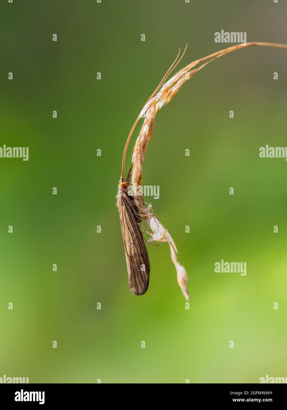 Caddis fly, aka Sedge fly macro. Trichoptera. Stock Photo