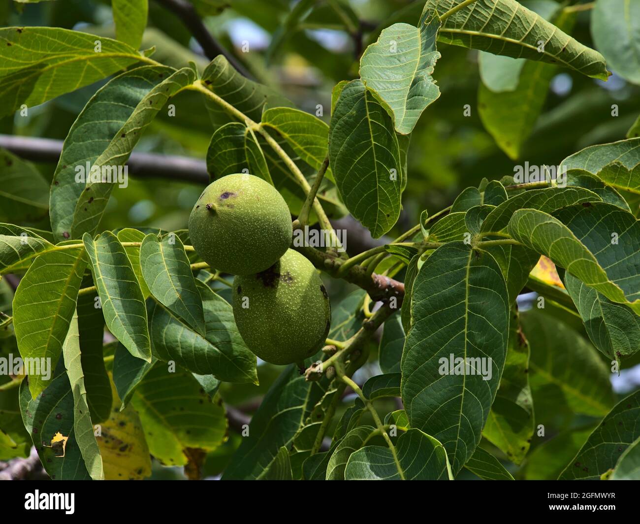Closeup view of juglans regia tree, also called Persian, English or Carpathian walnut, with green fruits and leaves on summer day on Limburg hill. Stock Photo