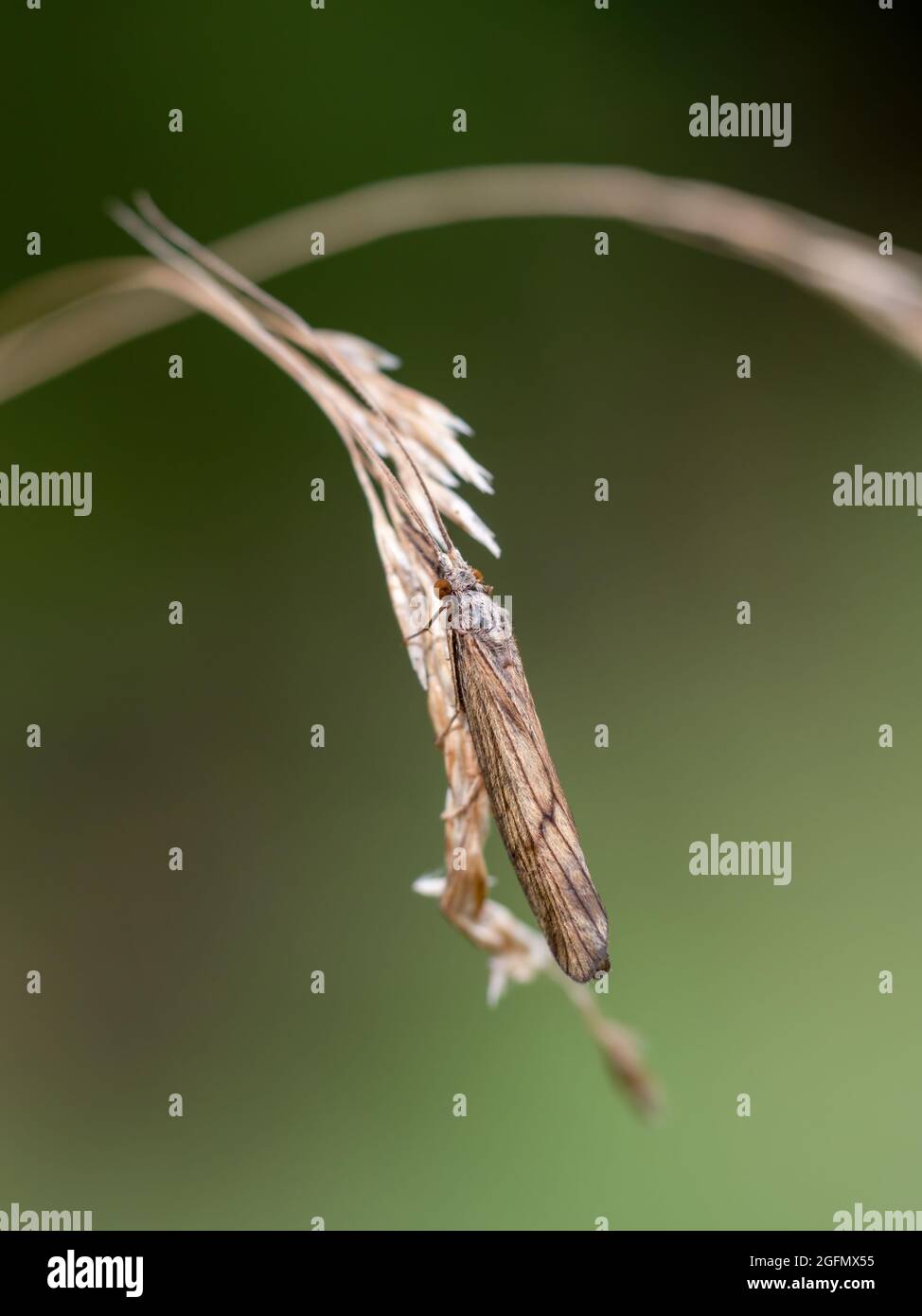 Caddis fly, aka Sedge fly macro. Trichoptera. Stock Photo