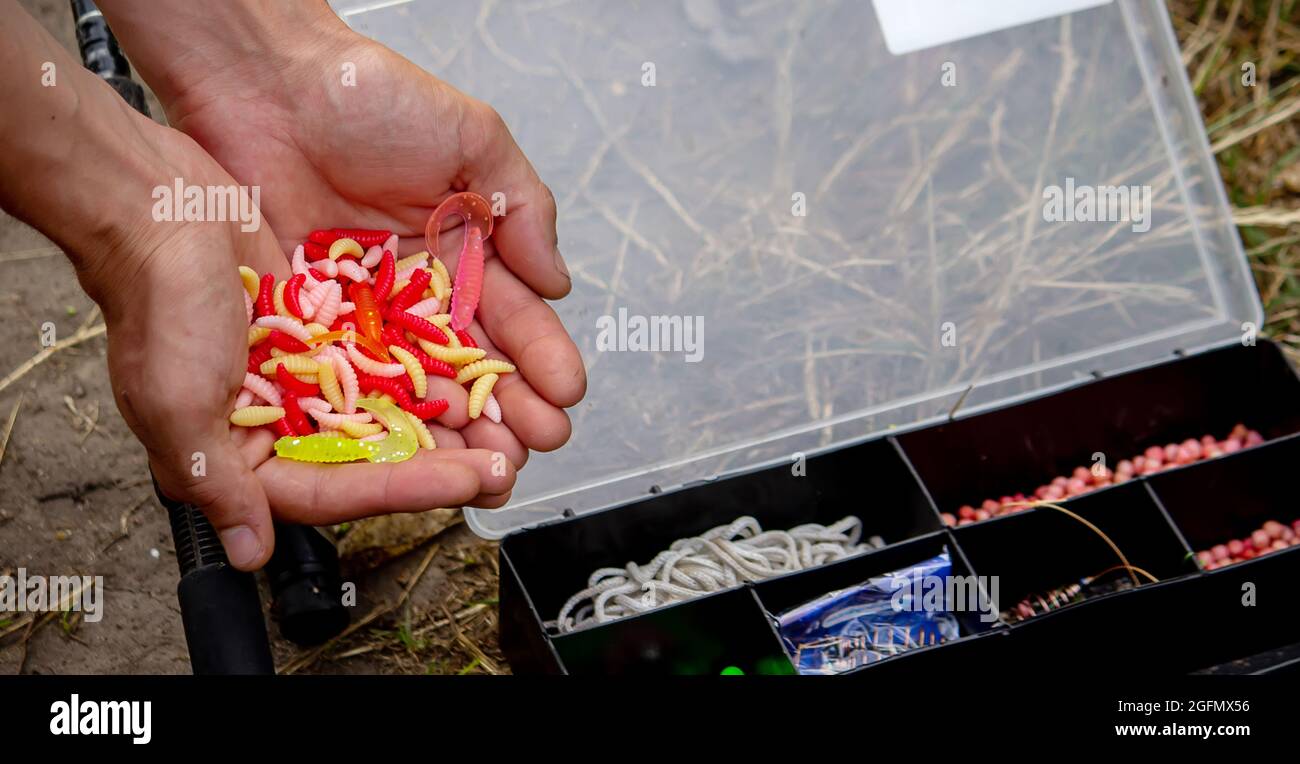 Bait fishing worms hi-res stock photography and images - Page 12 - Alamy