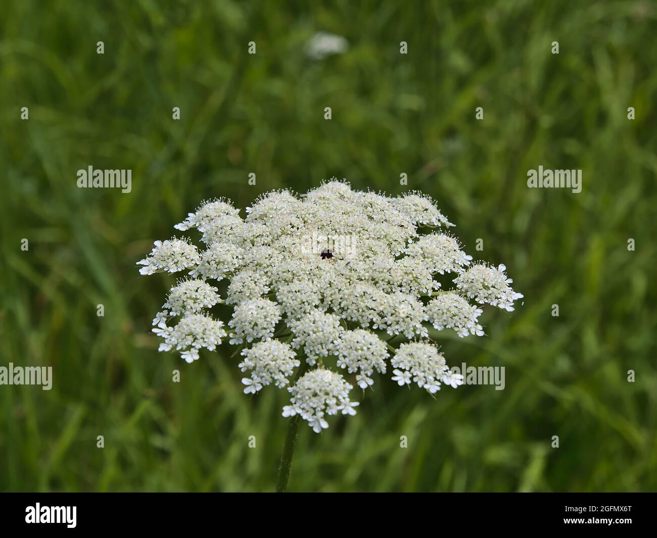 Flower meadow with white lace flower hi-res stock photography and images -  Alamy