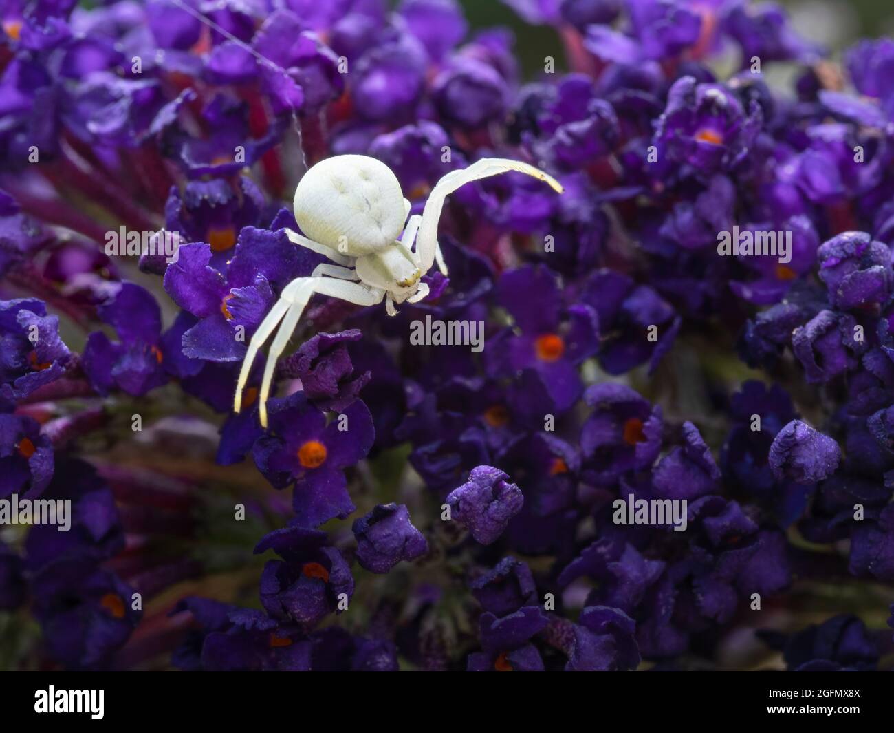 White Crab spider, Misumena vatia on deep purple flowers of Butterfly Bush ie Buddleia davidii. Stock Photo