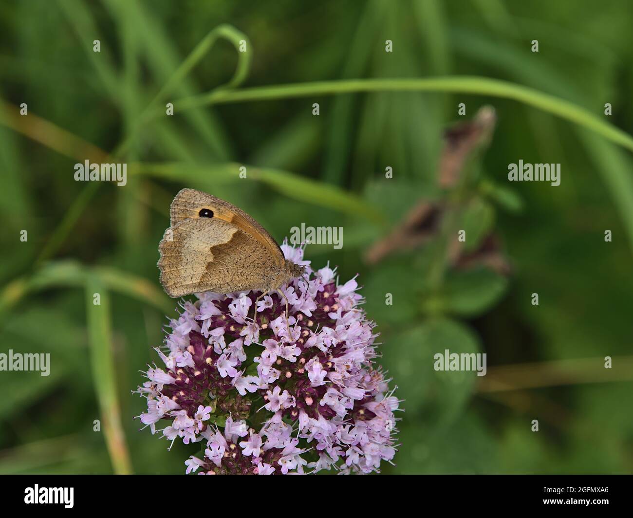 Closeup view of a meadow brown butterfly (maniola jurtina) with black dot collecting nectar from an oregano flower (origanum vulgare) with pink bloom. Stock Photo
