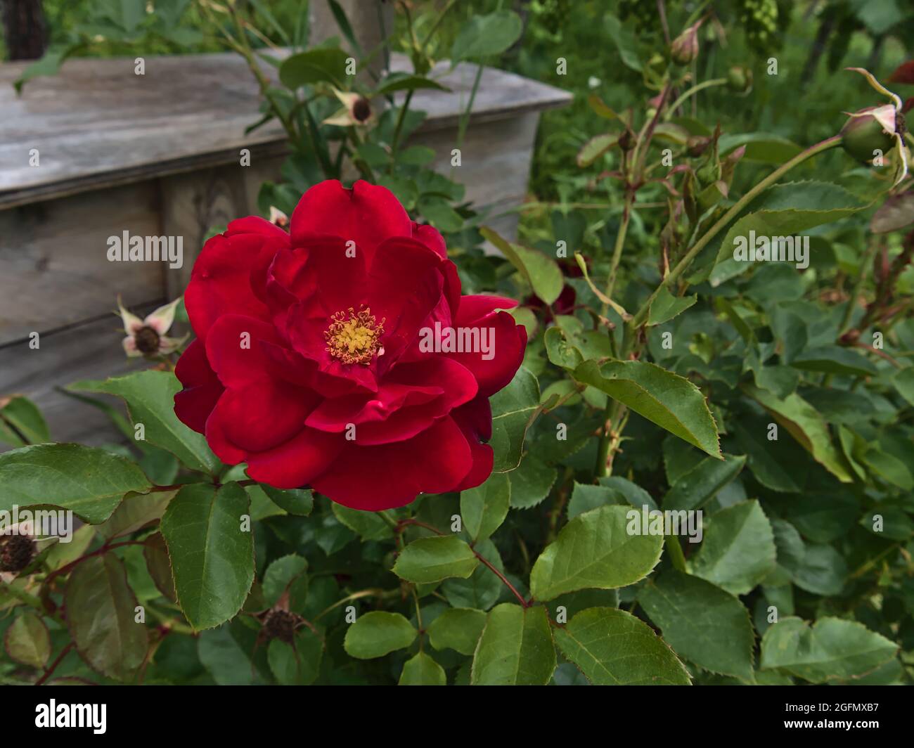 View of beautiful rose flower (rosa) with bright red colored blossom in a wild garden in summer season with green leaves and wooden box in background. Stock Photo