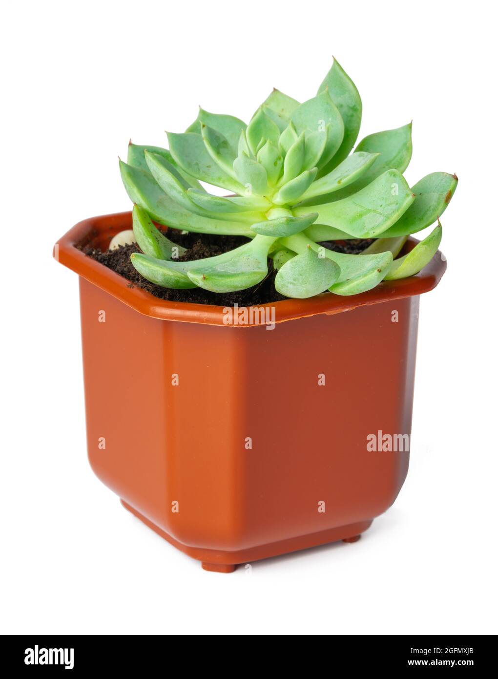 Potted succulent plant isolated on white background Stock Photo