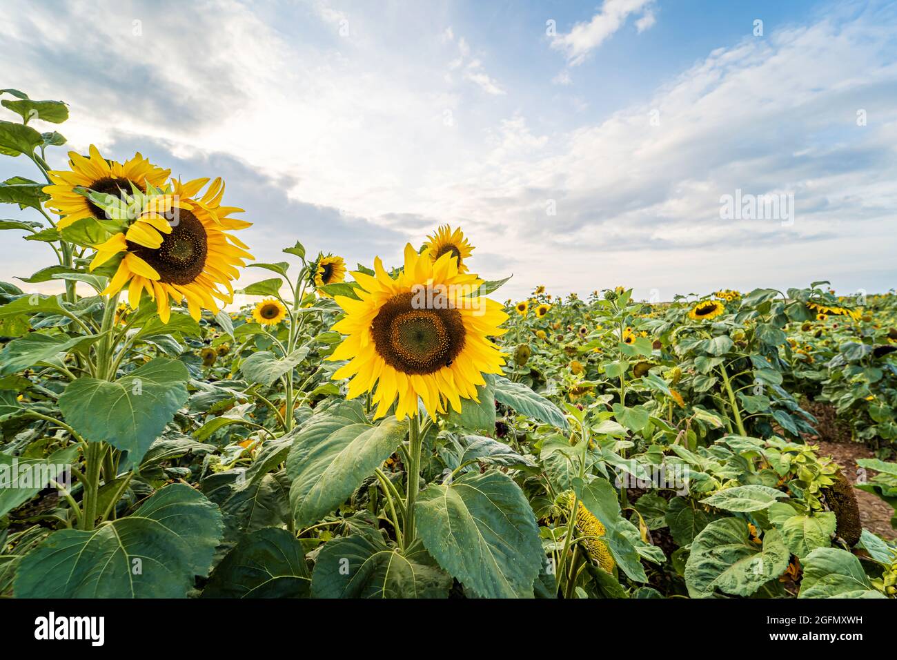 Field of sunflowers with blue sky background. Sunflowers at Rhossili