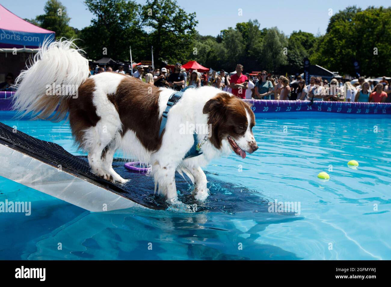 A border collie tests out the water in the K9 splash pool at  Dogstival at Burley in the New Forest Saturday June 5, 2021. Dogstival is the first fest Stock Photo