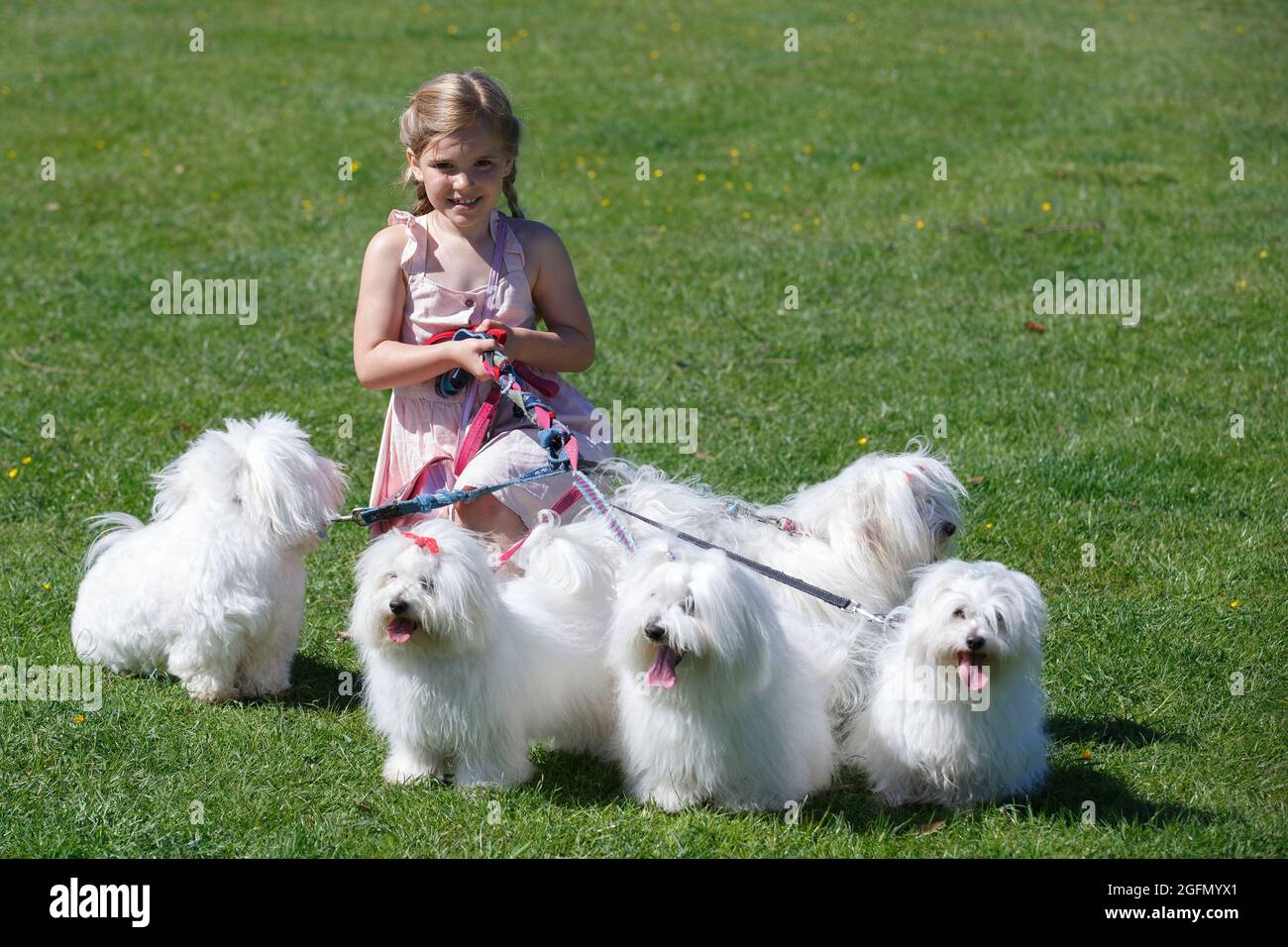 Six year old Selina Hollidge sits  with a pack of Cotton de Tulare, rare breed, dogs at Dogstival at Burley in the New Forest Saturday June 5, 2021.Do Stock Photo