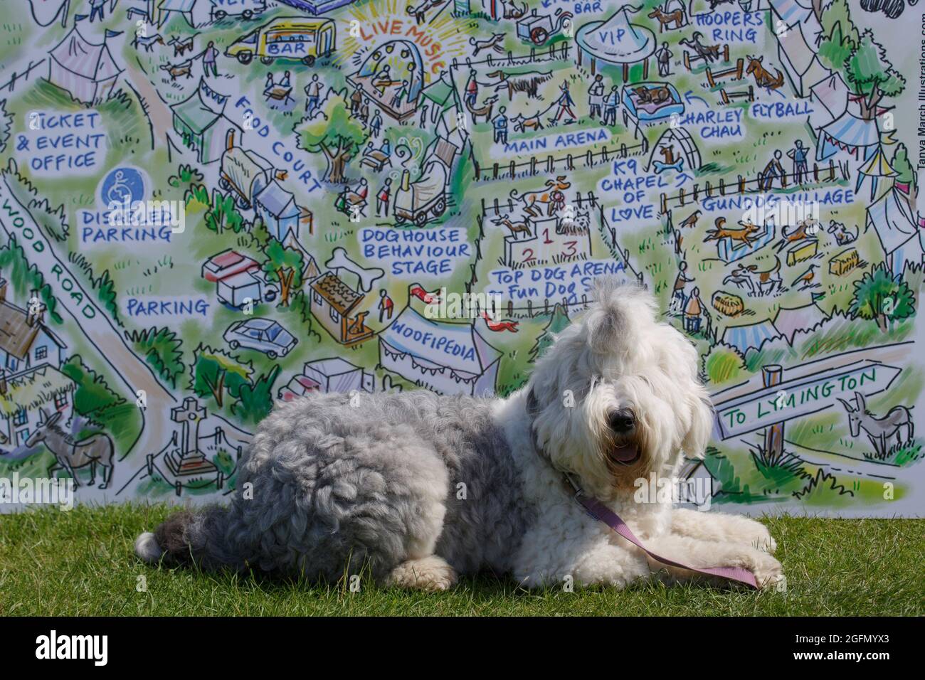 Lizzy, an Old English Sheep dog, rests next to a festival map at Dogstival, Burley in the New Forest Sunday June 6, 2021. Dogstival is the first festi Stock Photo