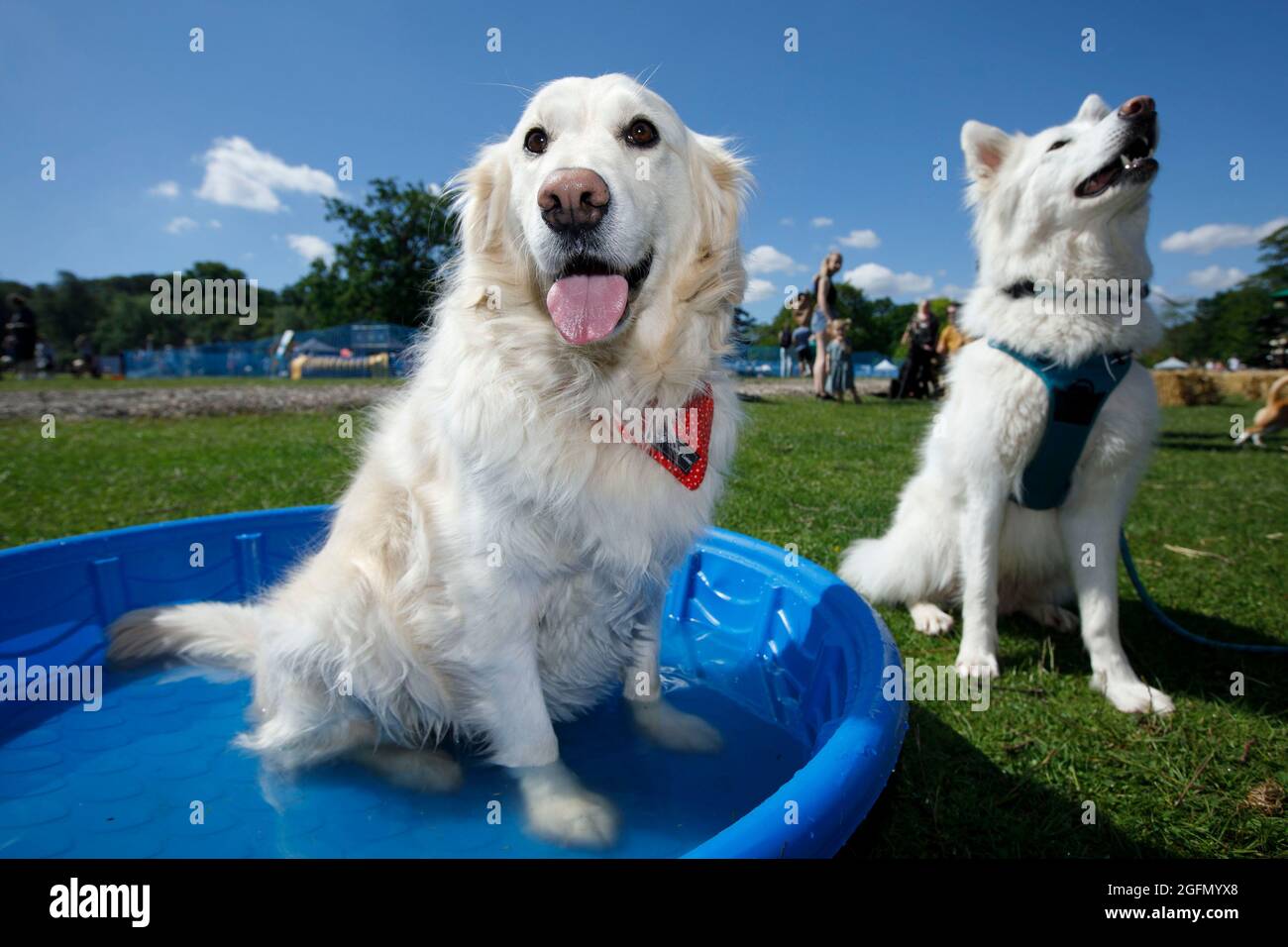 Golden retrienver Bodhi cools off by sitting in a paddling pool, as Pearl the German Shepherd x Husky enjoys the sun and waits her turn at  Dogstival Stock Photo