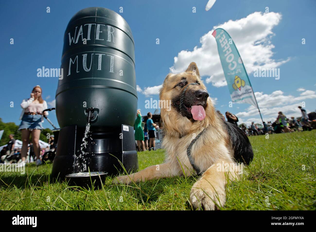 Loki the German shepherd cools off with by the 'water mutt' in the hot weather at  Dogstival at Burley in the New Forest Saturday June 5, 2021. Dogsti Stock Photo