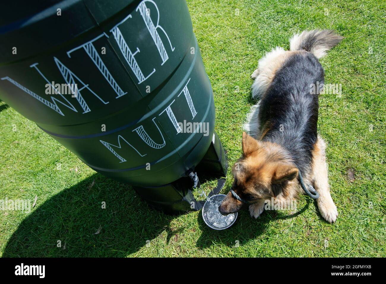 Loki the German shepherd cools off with by the 'water mutt' in the hot weather at  Dogstival at Burley in the New Forest Saturday June 5, 2021. Dogsti Stock Photo