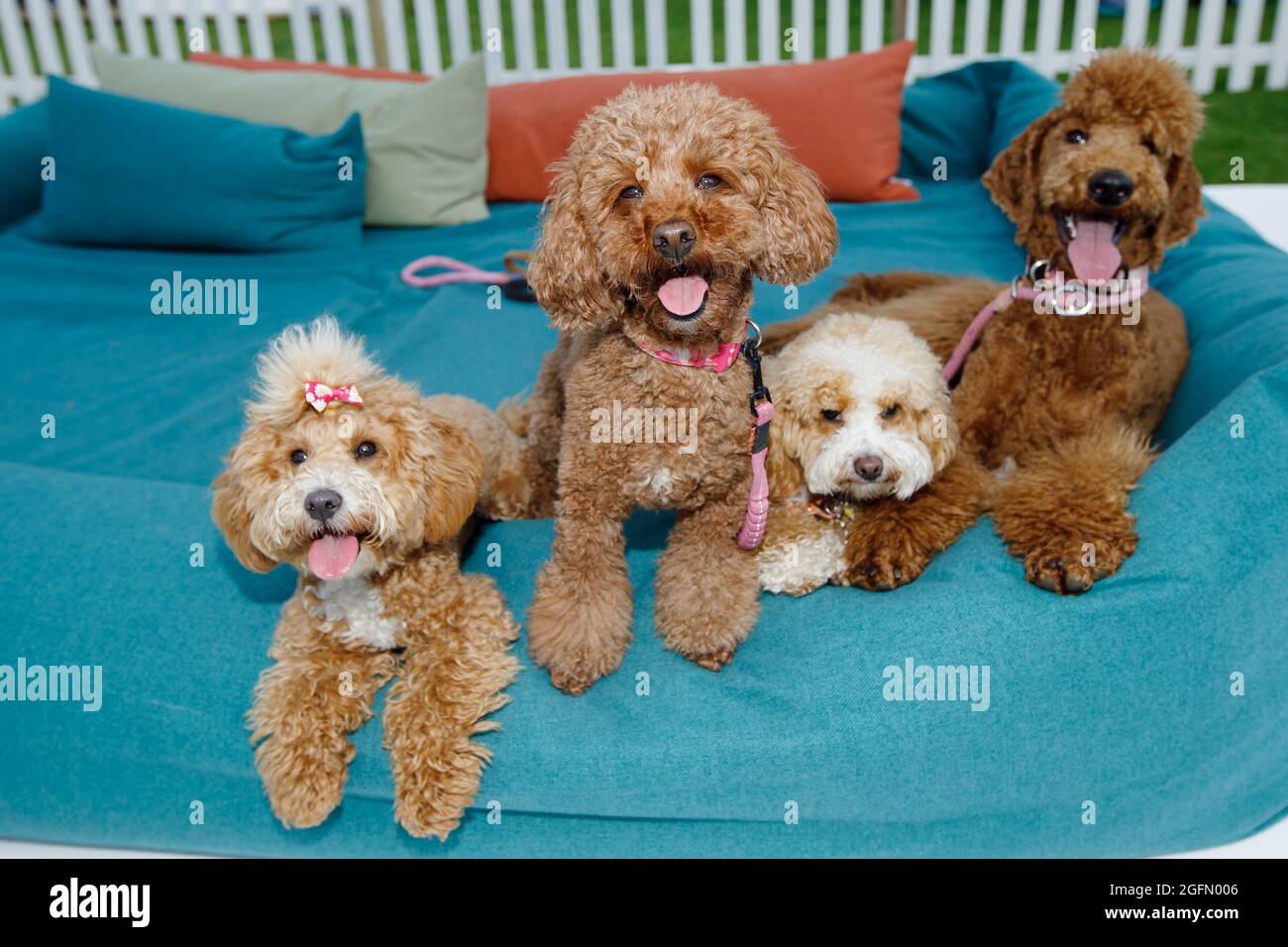 largest goldendoodle