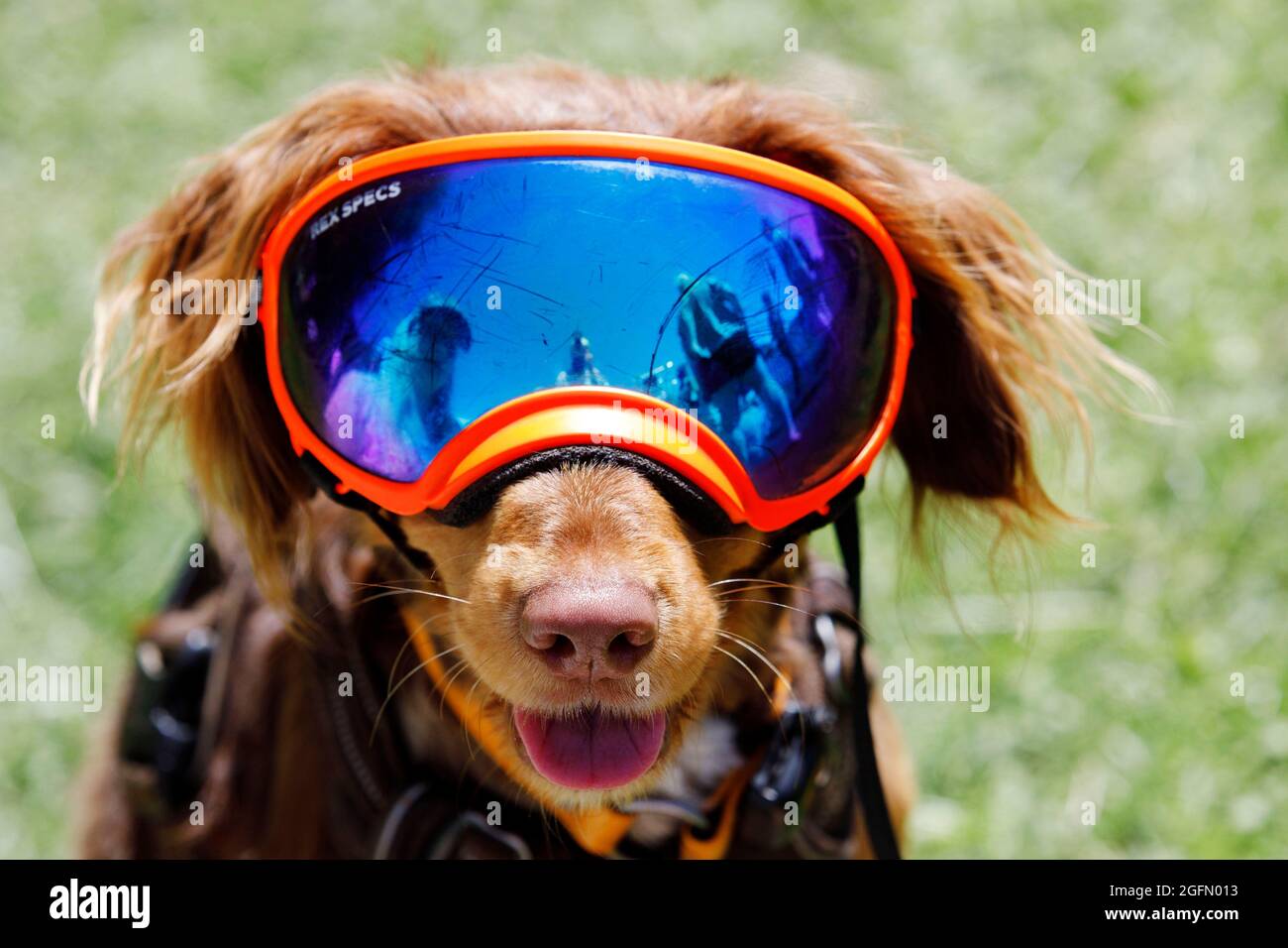 Floki a cocker spaniel x collie wears a sun visor to protect his eyes from premature blindness due to an eye condition, at Dogstival, Burley in the Ne Stock Photo