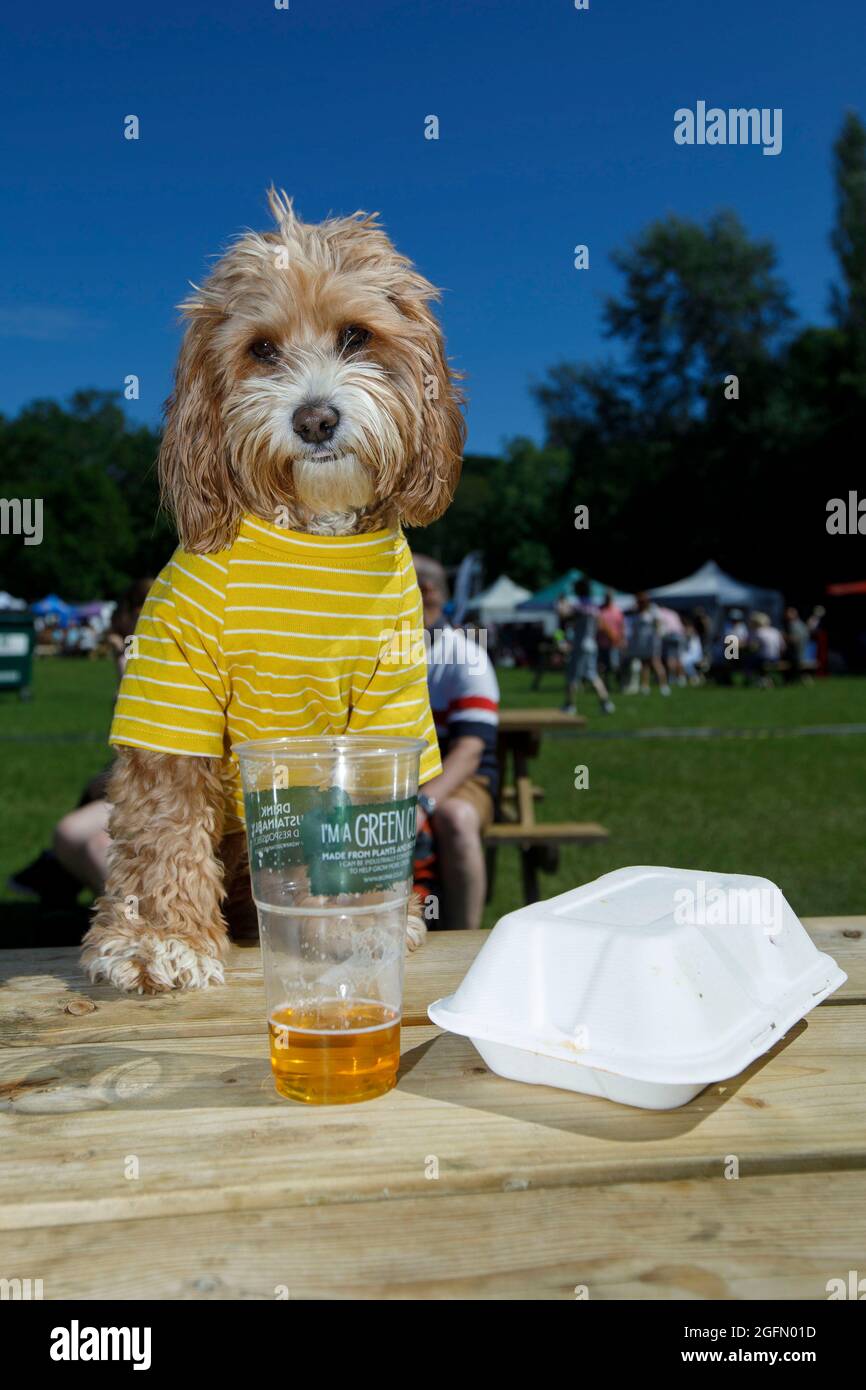 Instagram influencer, Rupert (@Rupert the bear and friends), a cavapoo has eyes on his owners lunch at Dogstival, Burley in the New Forest Saturday Ju Stock Photo