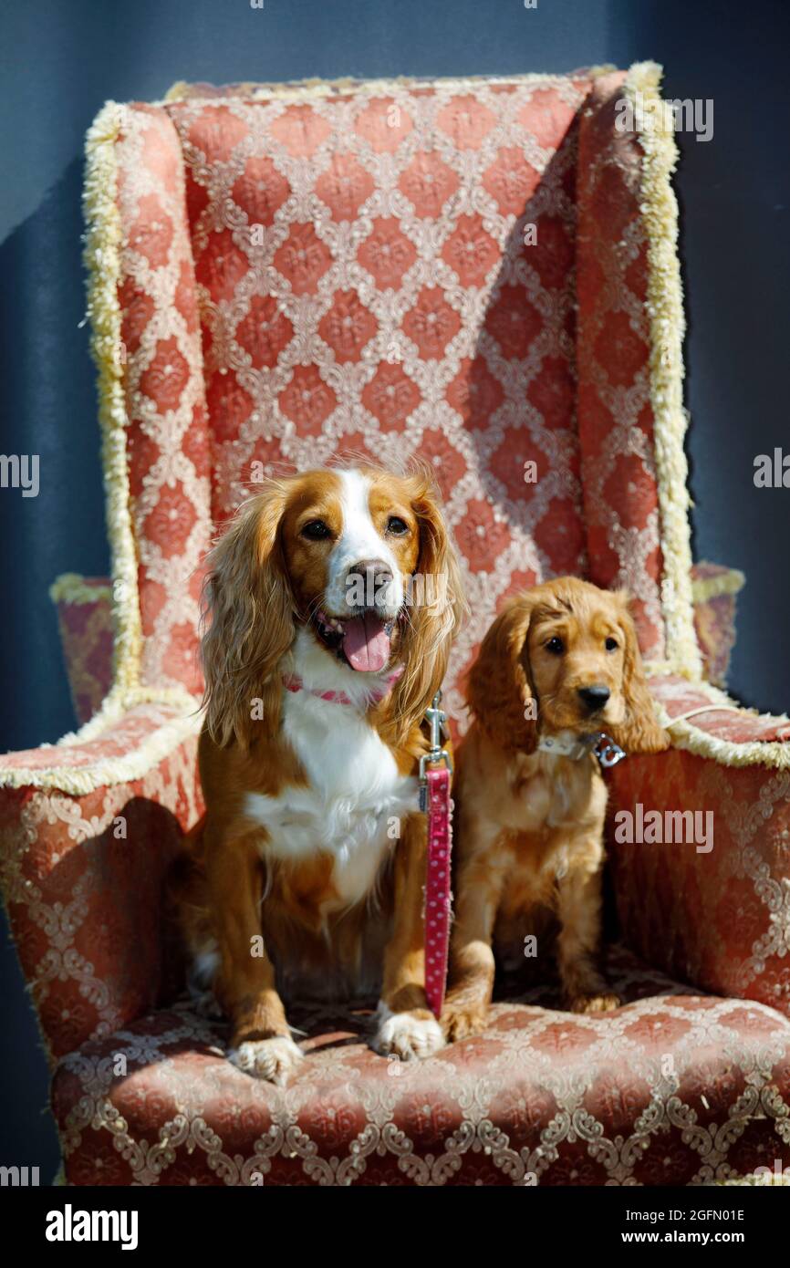 Cocker spaniel step-sisters Luna and Bella (12 weeks) relax on a comfy chair at Dogstival, Burley in the New Forest Saturday June 5, 2021. Dogstival i Stock Photo