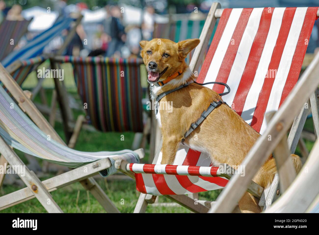 Mixed breed rescue, Max relaxes in the sun at Dogstival, a festival for dogs and dog lovers at  Burley Park, in the New Forest, Sunday September 6, 20 Stock Photo