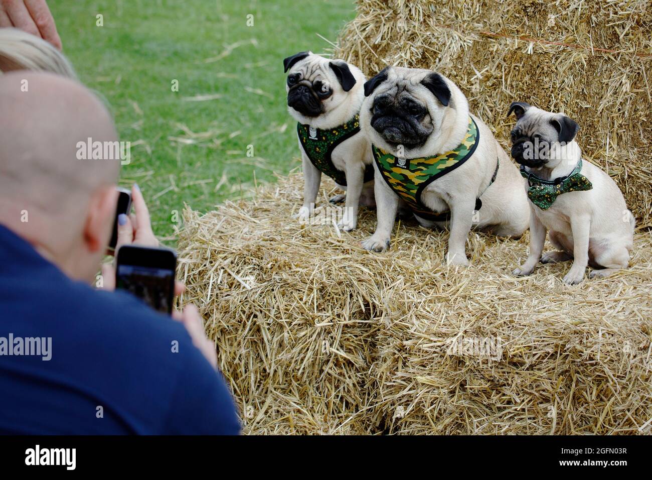 Pugs pose for photos at Dogstival, a festival for dogs and dog lovers at  Burley Park, in the New Forest, Sunday September 6, 2020.  The festival whic Stock Photo