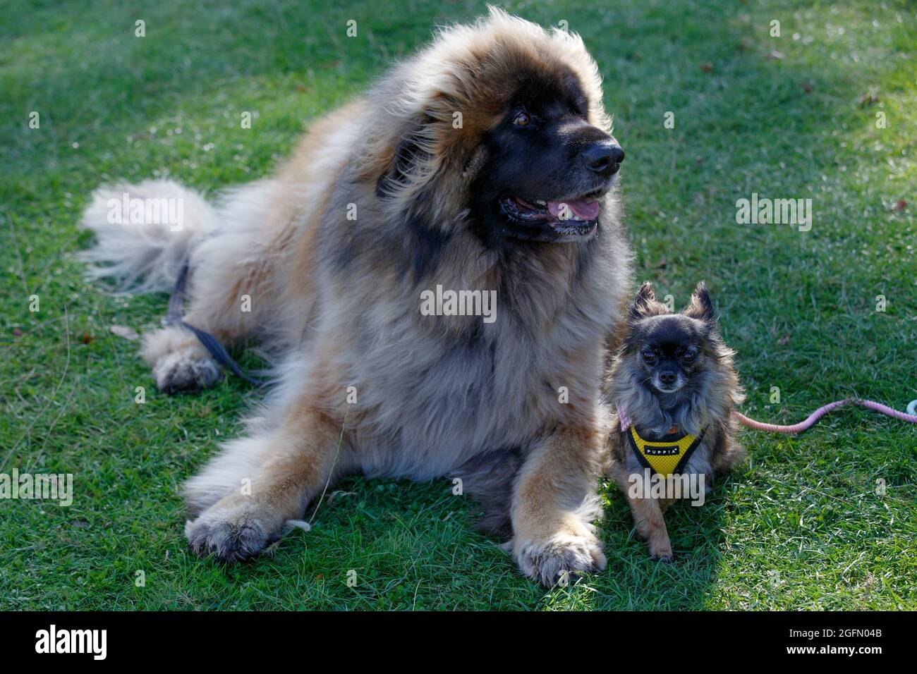 'George and Teddy' a Leonberger and a short haired chihuahua sit together at Dogstival, a festival for dogs and dog lovers at  Burley Park, in the New Stock Photo