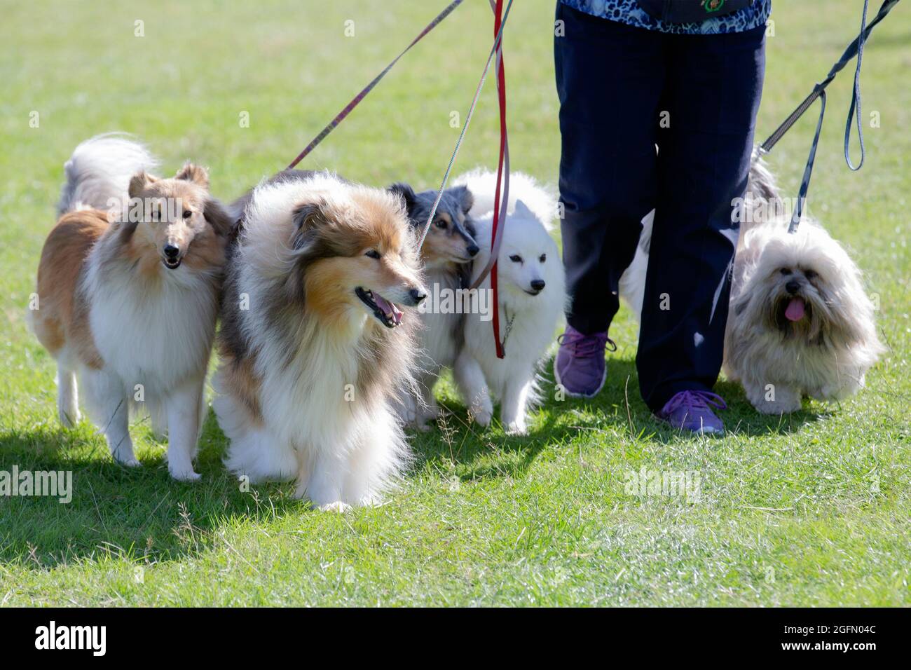 A member of the Caring Canines school team walks with her 2 sheltie, collie, spitz and 2 Lhasa dogs at Dogstival, a festival for dogs and dog lovers a Stock Photo