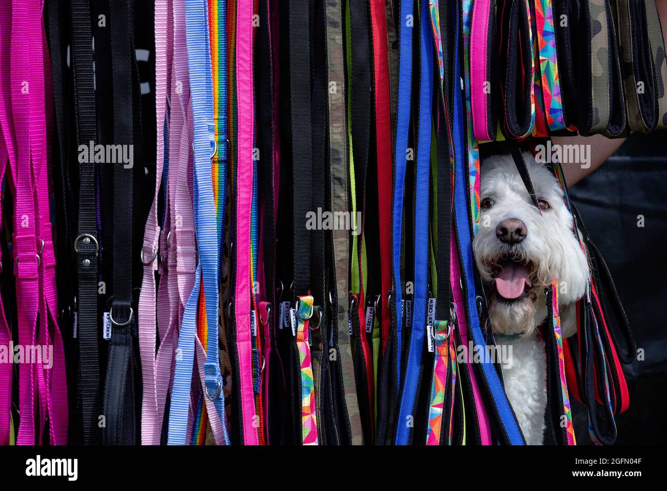 'Paddy' a double doodle looks out from behind leads on sale at Dogstival, a festival for dogs and dog lovers at  Burley Park, in the New Forest, Satur Stock Photo