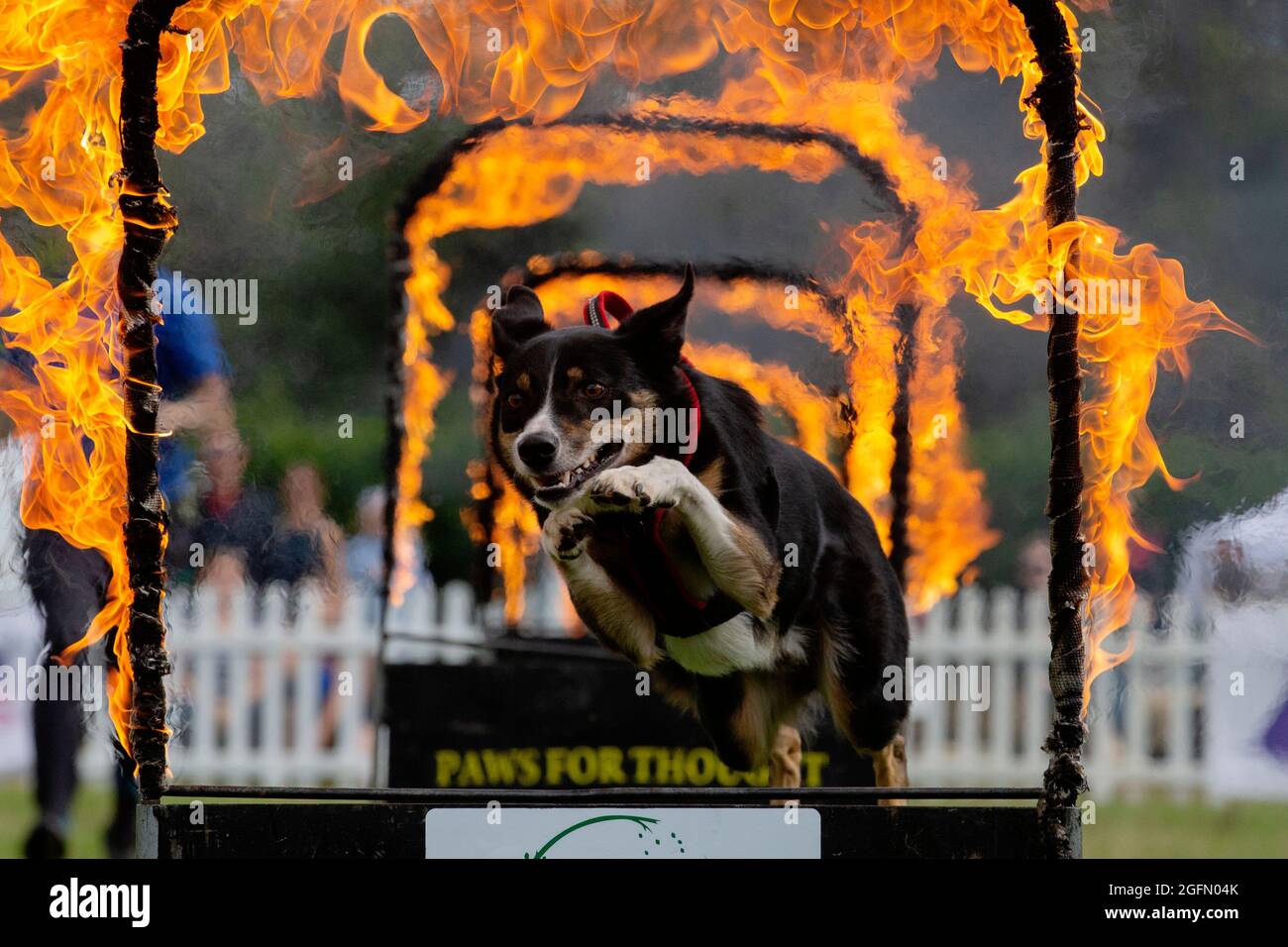 Is there a dating site for dog lovers in cork ireland area Is there a dating site for dog lovers in cork ireland area