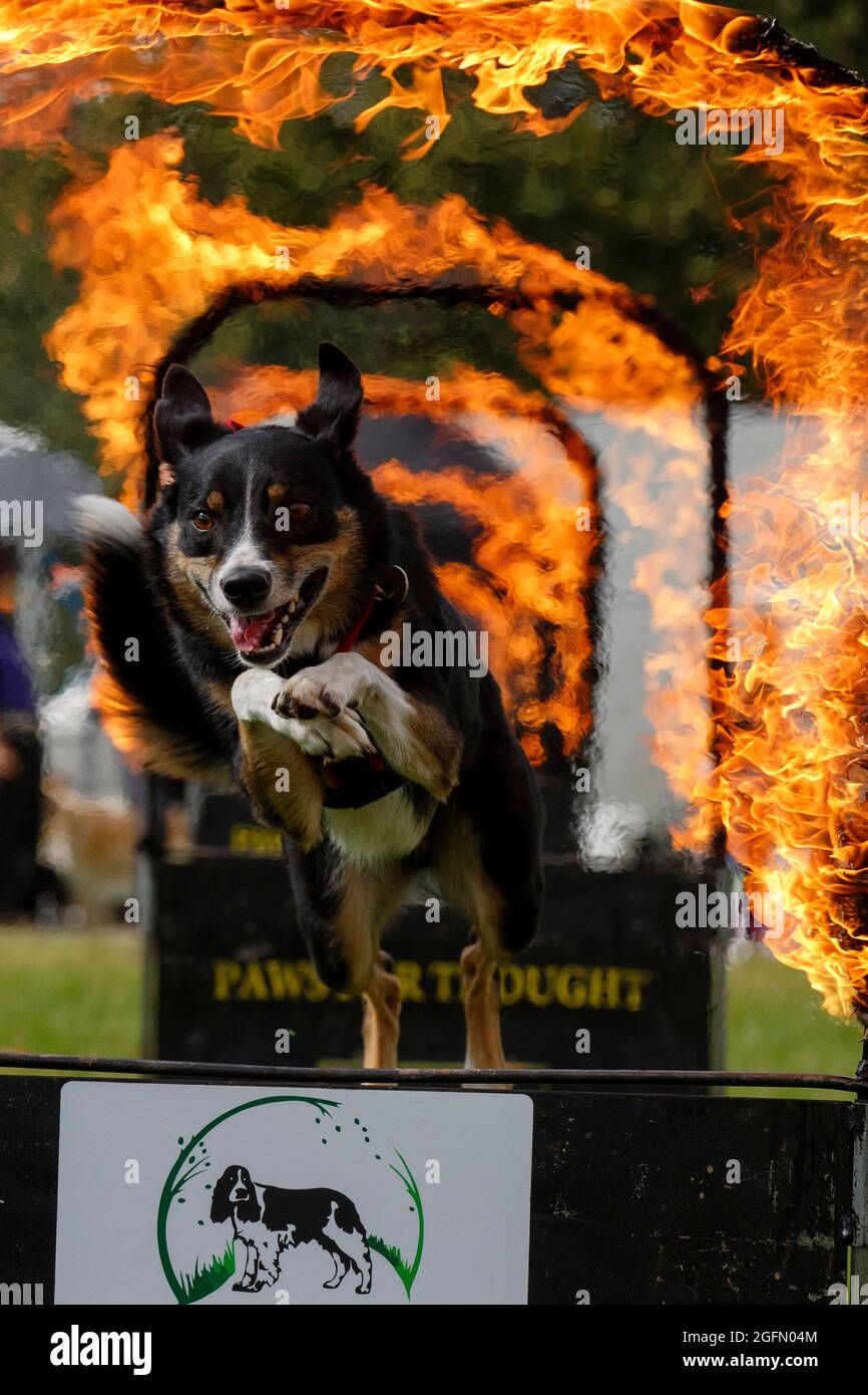Milo, a collie, jumps through flaming hoops during a demonstration at Dogstival, a festival for dogs and dog lovers at  Burley Park, in the New Forest Stock Photo