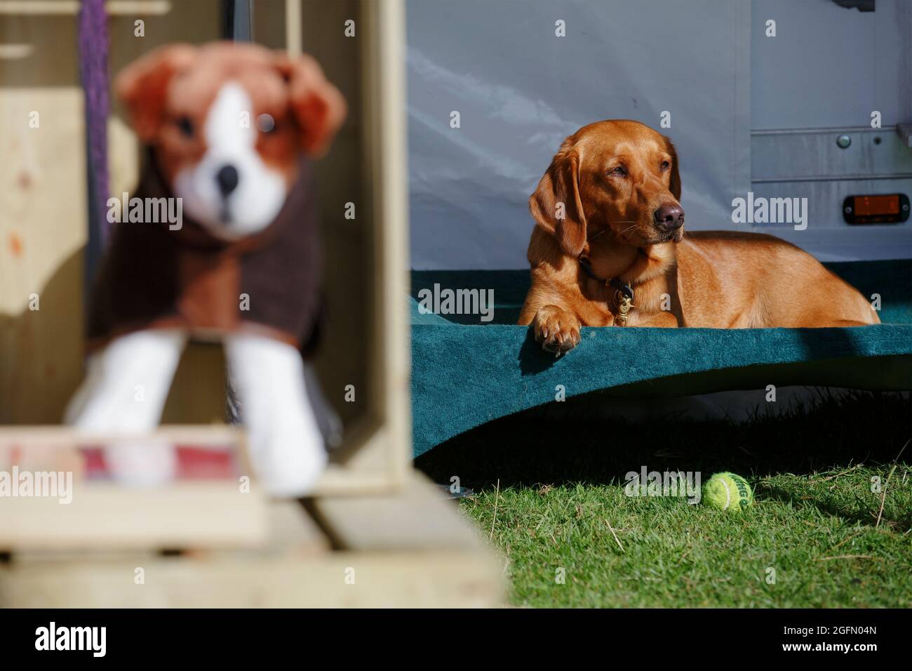 A vizsla sits near a toy dog on sale at Dogstival, a festival for dogs and dog lovers at  Burley Park, in the New Forest, Saturday September 5, 2020. Stock Photo
