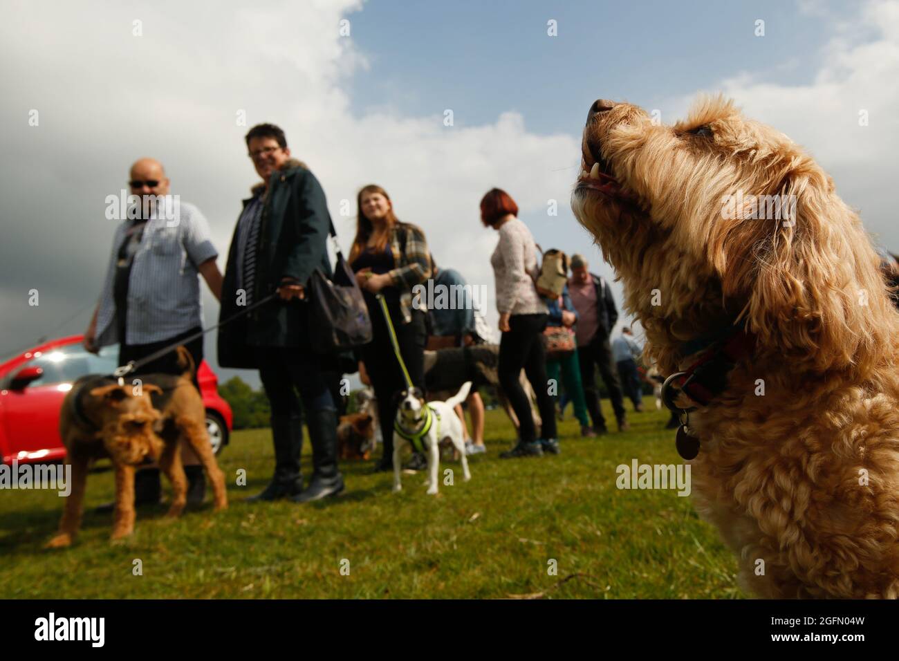 Dogs and their owners queue for entrance to the first Dogstival, festival for dogs at Pylewell Park near Lymington, in the New Forest, UK Saturday 18 Stock Photo