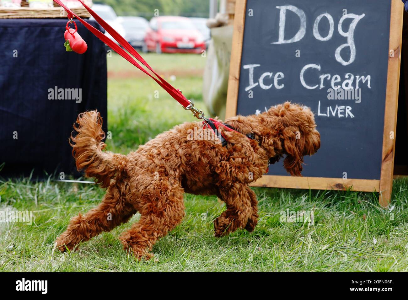A cockapoo pulls on its leash near the Dog Ice cream stand at the Dogstival, festival for dogs at Pylewell Park near Lymington, in the New Forest, UK Stock Photo
