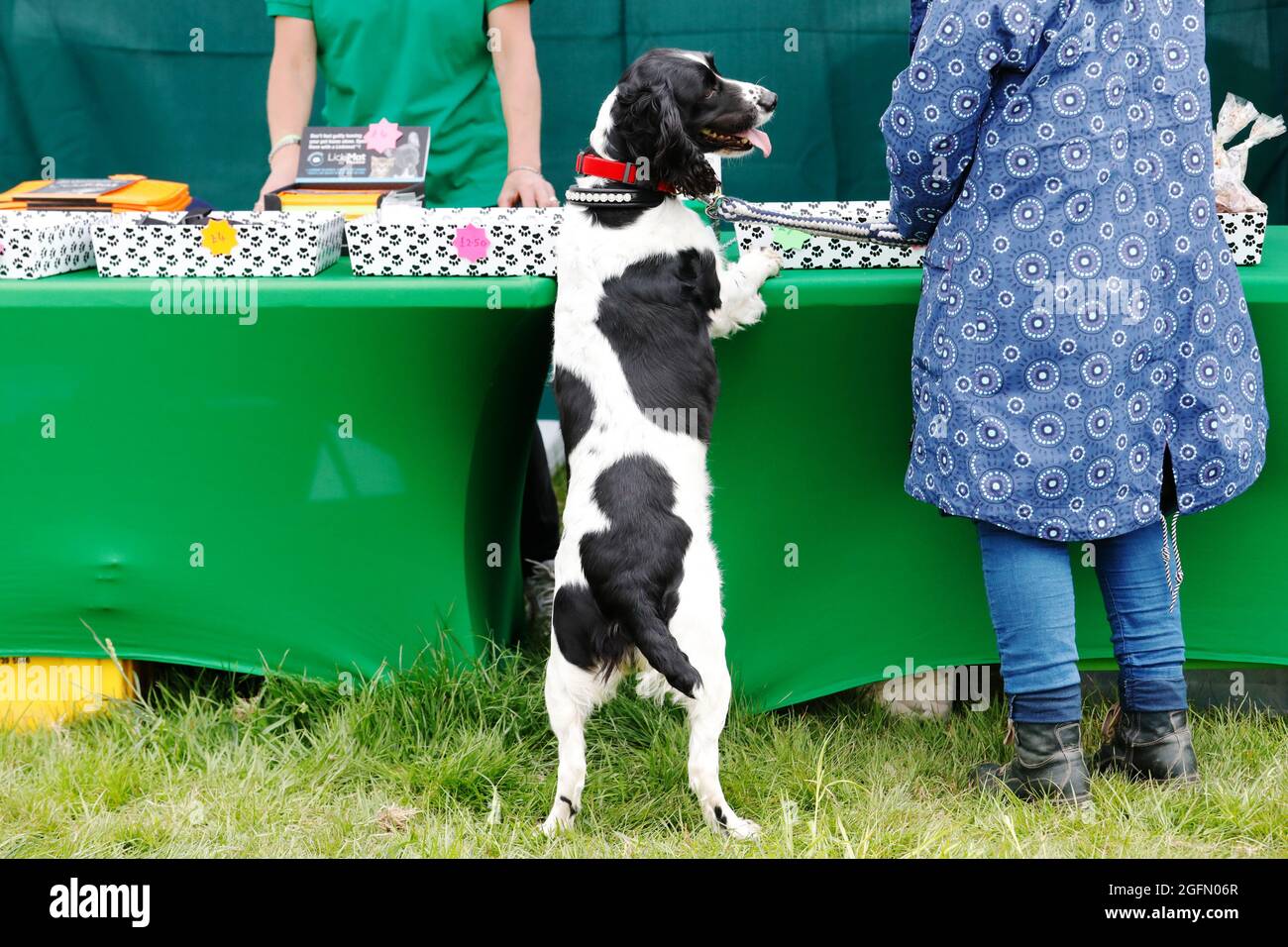 Bridie an English Spinger Spaniel examines exhibition stands at the Dogstival, festival for dogs at Pylewell Park near Lymington, in the New Forest, U Stock Photo