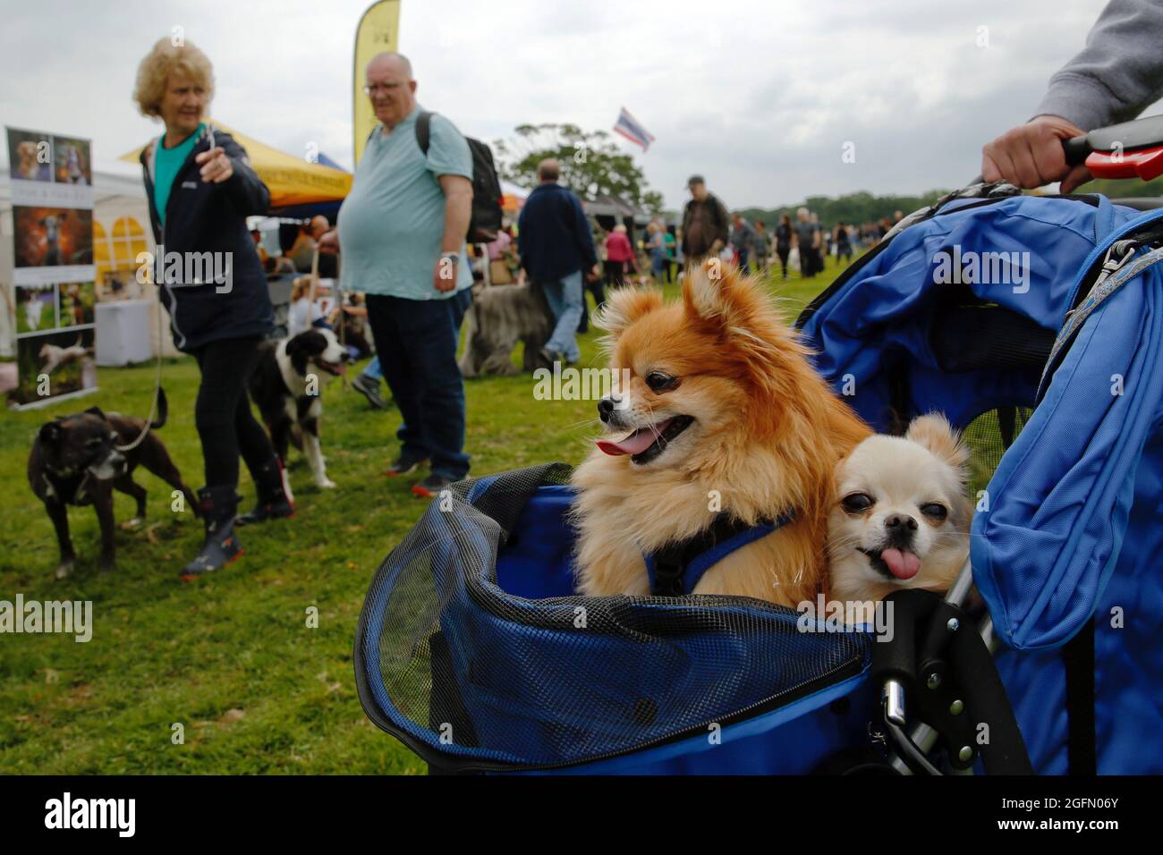Chiuauas, Rudi and Frosty, are pushed in their pram around in the their pram at the Dogstival, festival for dogs at Pylewell Park near Lymington, in t Stock Photo