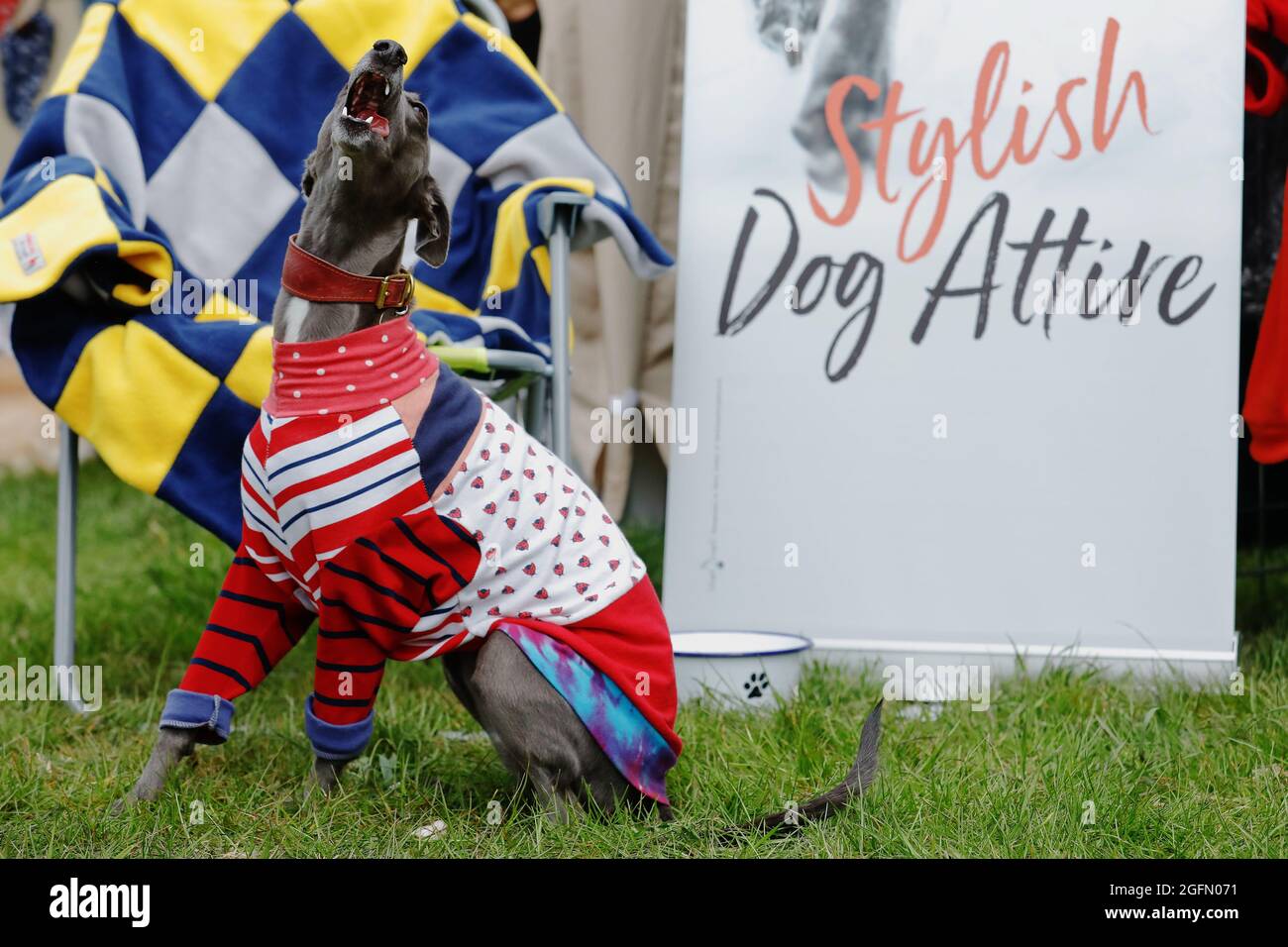 Bella, a whippet, barks whilst wearing 'dog attire' at the Dogstival, festival for dogs at Pylewell Park near Lymington, in the New Forest, UK Saturda Stock Photo